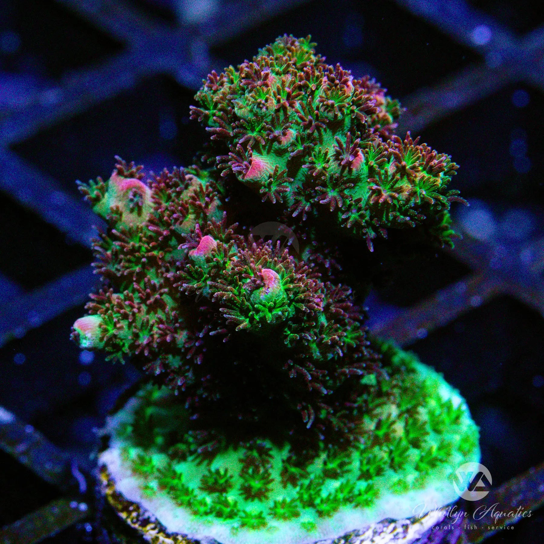 Premium Red Planet Acropora Coral (B05) - WYSIWYG Live Coral for Saltwater Aquariums | Perfect for Reef Tanks & Marine Aquascaping
