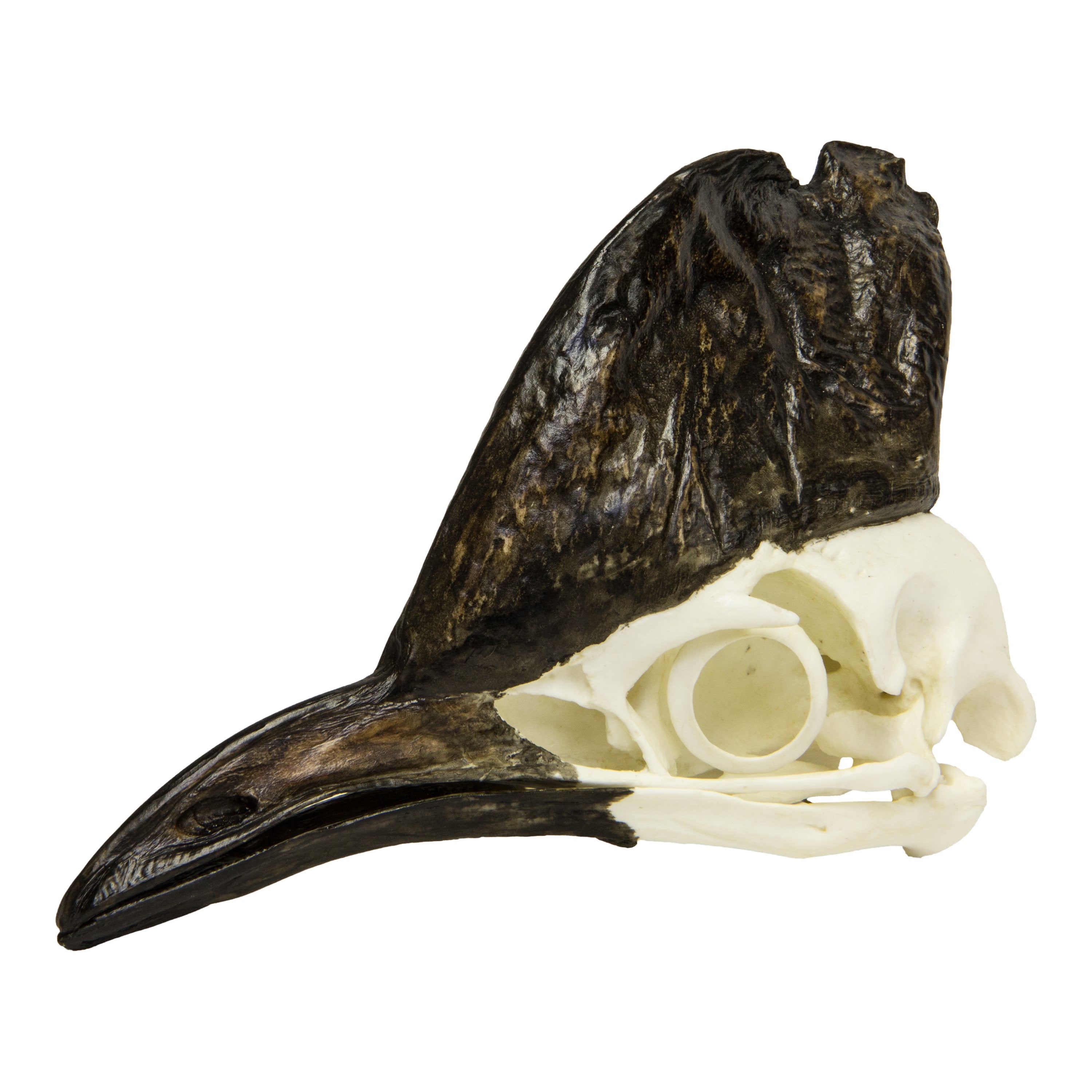 Authentic Replica Cassowary Skull - Lifelike Bird Skull Model for Home Decor, Halloween Props, and Educational Displays