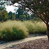 **Astonish Lovegrass Seeds Pack - Eragrostis Tef (200 + 400 Seeds) for Landscaping, Erosion Control & Drought-Resistant Lawns**    *优化说明：*   1. **关键词优化**：突出核心产品（Lovegrass Seeds, Eragrostis Tef）和数量（200 + 400 Seeds）。   2. **场景扩展**：加入用途关键词（Landscaping, Erosion Control, Drought-Resistant Lawns），覆盖潜在搜索需求。   3. **品牌保留**：保留