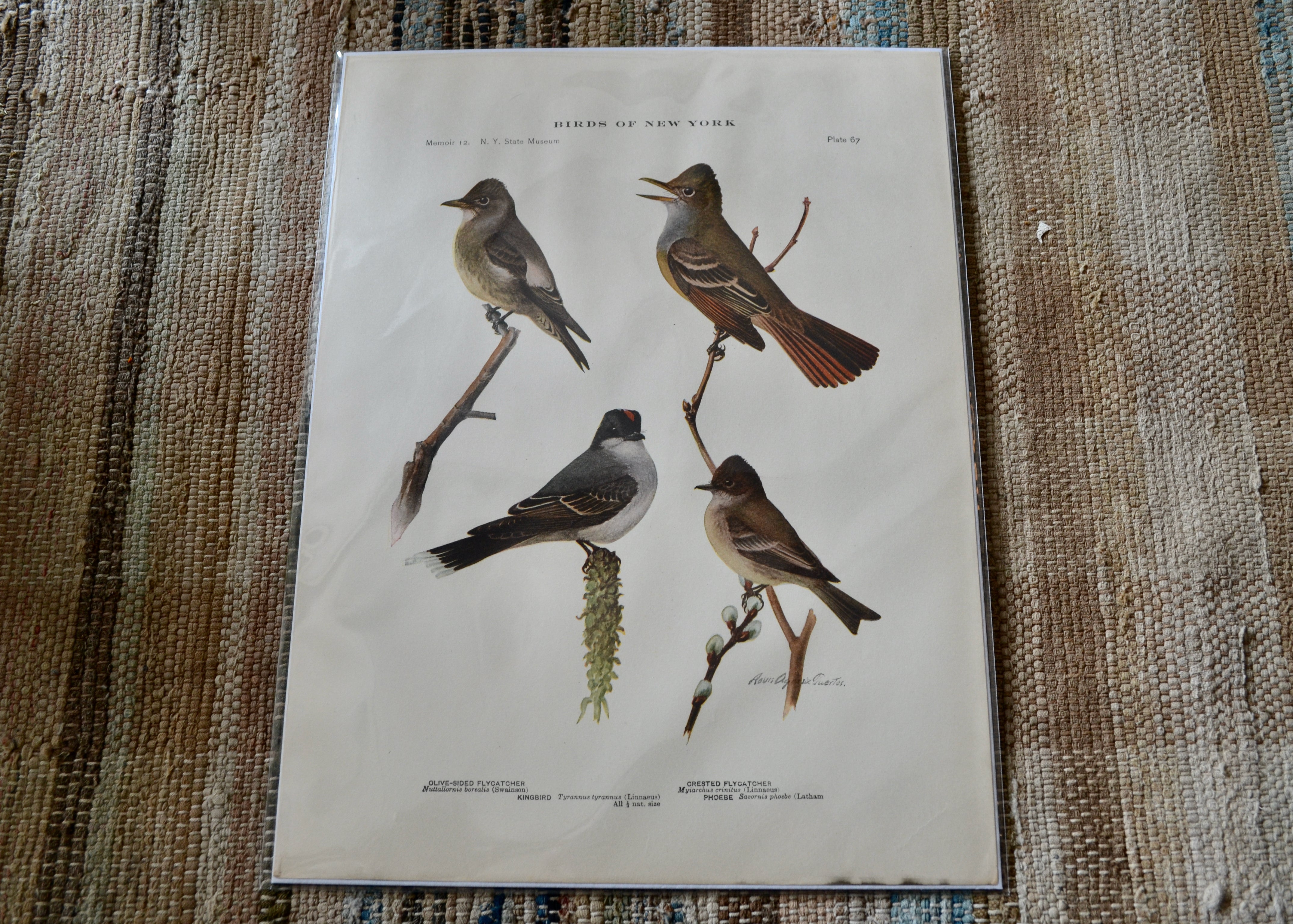 Antique Flycatcher & Phoebe Bird Print - Vintage Birds of New York Wall Art - Perfect for Home Decor, Office & Nature Lovers Gift