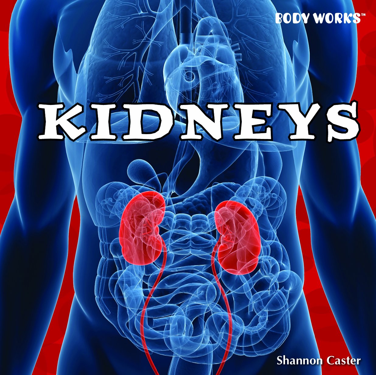 Kidneys (Body Works) - Human Anatomy Model for Medical Education & Study - Perfect for Classrooms, Labs & Healthcare Training