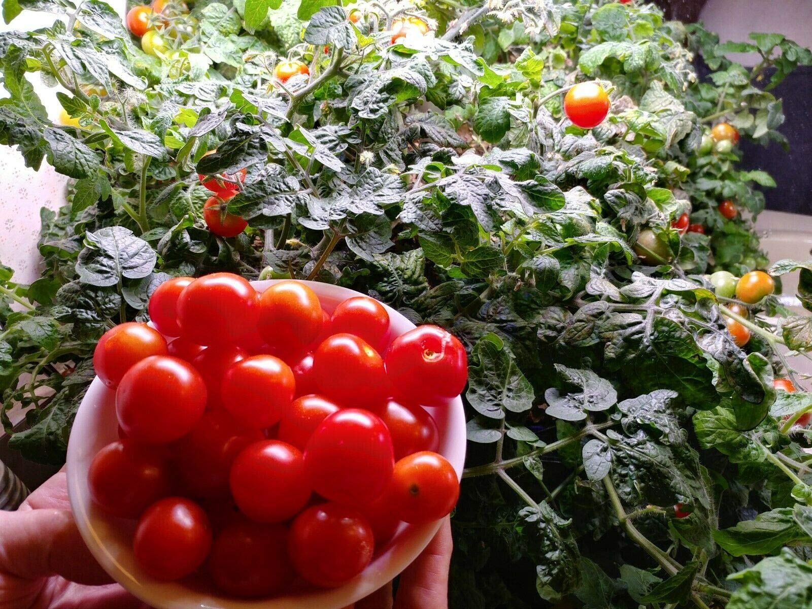 50 Red Robin Dwarf Bush Heirloom Cherry Tomato Seeds - Non-GMO, Organic, High Yield - Perfect for Container Gardening, Balconies & Small Spaces
