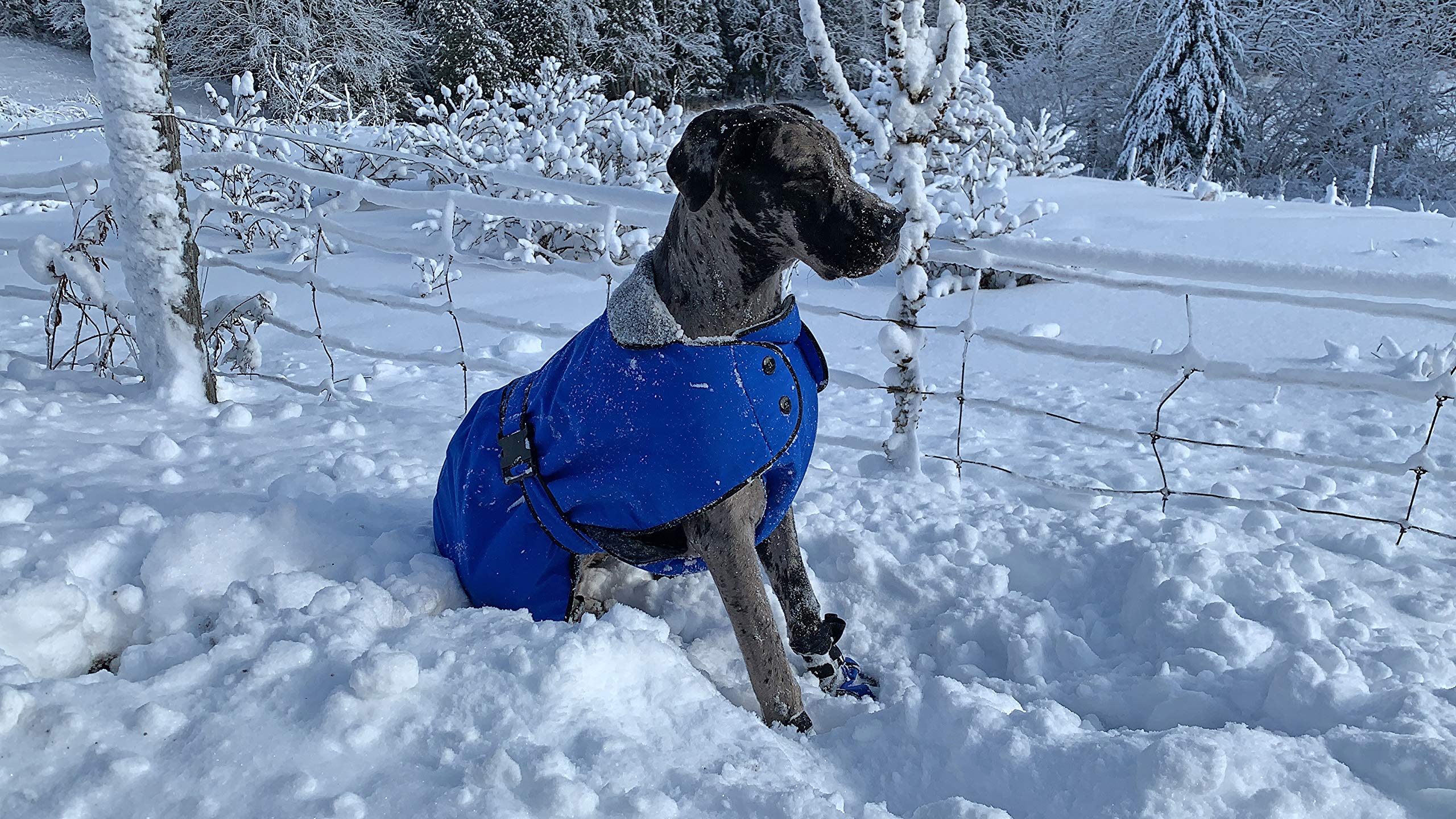Waterproof Windproof Breathable Winter Dog Coat for Small Medium Large Breeds - Muttluks Insulated Belted Dog Jacket for Cold Weather, Snow, Rain & Outdoor Adventures