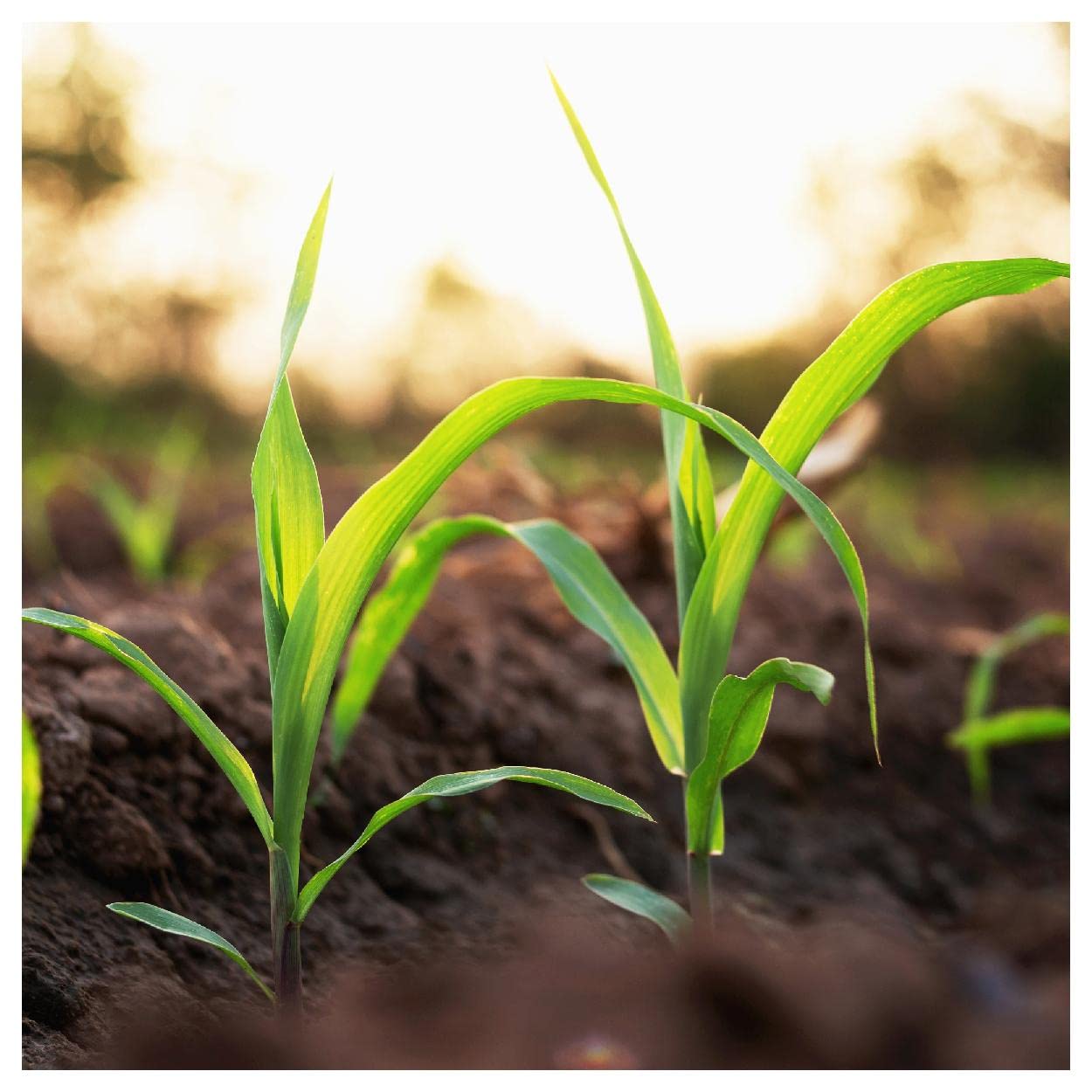 Everwilde Farms - 100 Golden Bantam Open Pollinated Corn Seeds - Non-GMO Heirloom Variety - Gold Vault Jumbo Seed Packet for Home Gardening & Sustainable Farming
