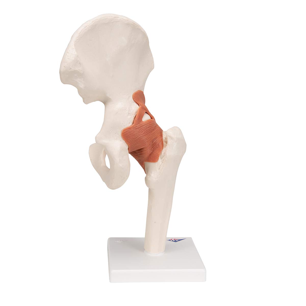 3B Scientific A81 Functional Hip Joint Model - 3B Smart Anatomy for Medical Education & Physical Therapy Training | Perfect for Anatomy Classes, Patient Demonstrations & Orthopedic Studies