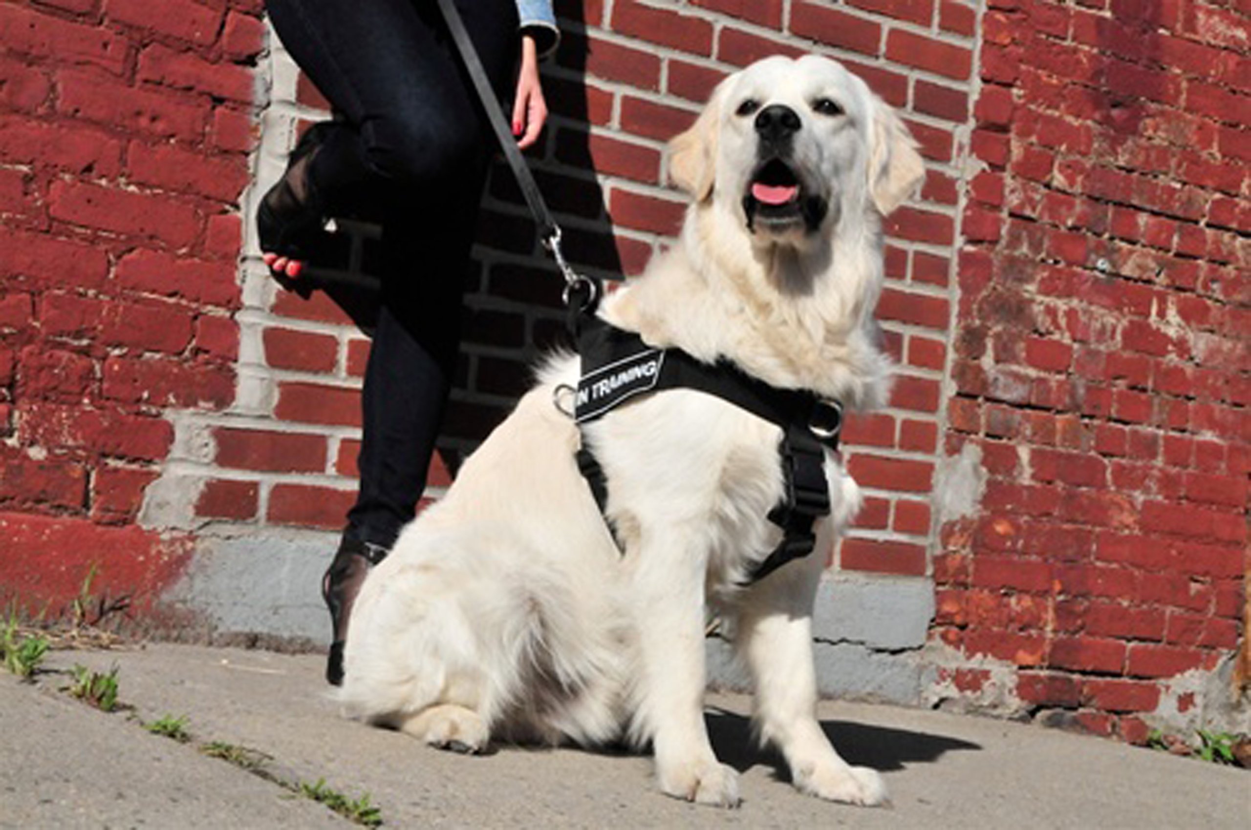 DT No Pull Dog Harness - Reflective Adjustable Pet Vest with Clear Patches, Black X-Small (21-25 Inch Girth) for Small Dogs - Perfect for Walking, Training & Outdoor Adventures