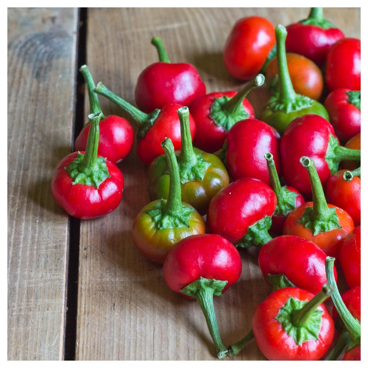 Everwilde Farms - 50 Red Cherry Hots Hot Pepper Seeds - Gold Vault Seed Packet for Spicy Garden Planting & Home Cooking