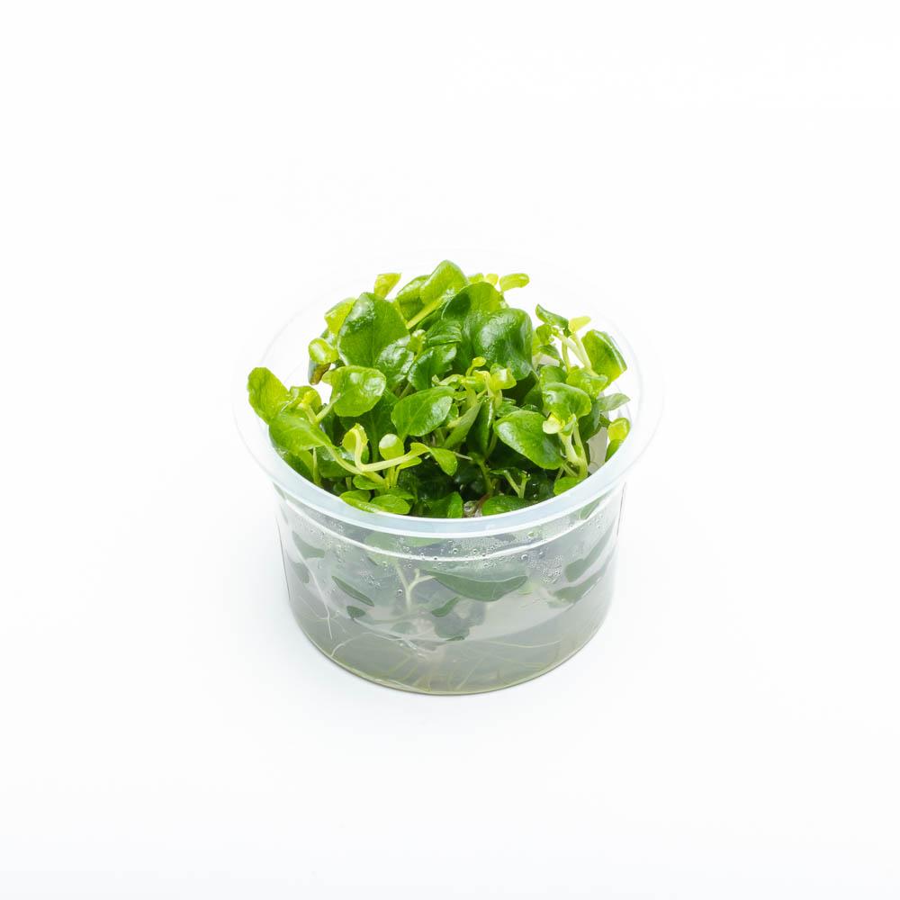 Lobelia Cardinalis Mini Tissue Culture - Live Aquatic Plant for Aquariums & Fish Tanks | Perfect for Freshwater Planted Tanks, Aquascaping & Terrariums