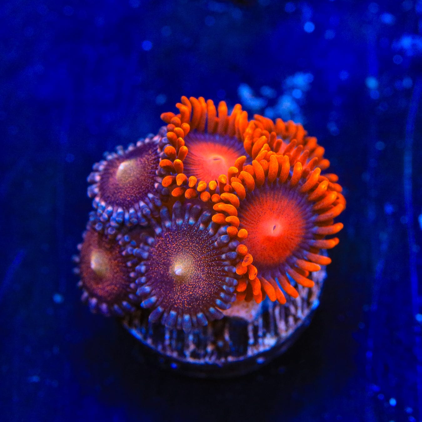 Bam Bam and Mohawk Zoanthids Coral - Vibrant Saltwater Coral for Reef Aquariums | Perfect for Nano Tanks and Coral Frag Racks