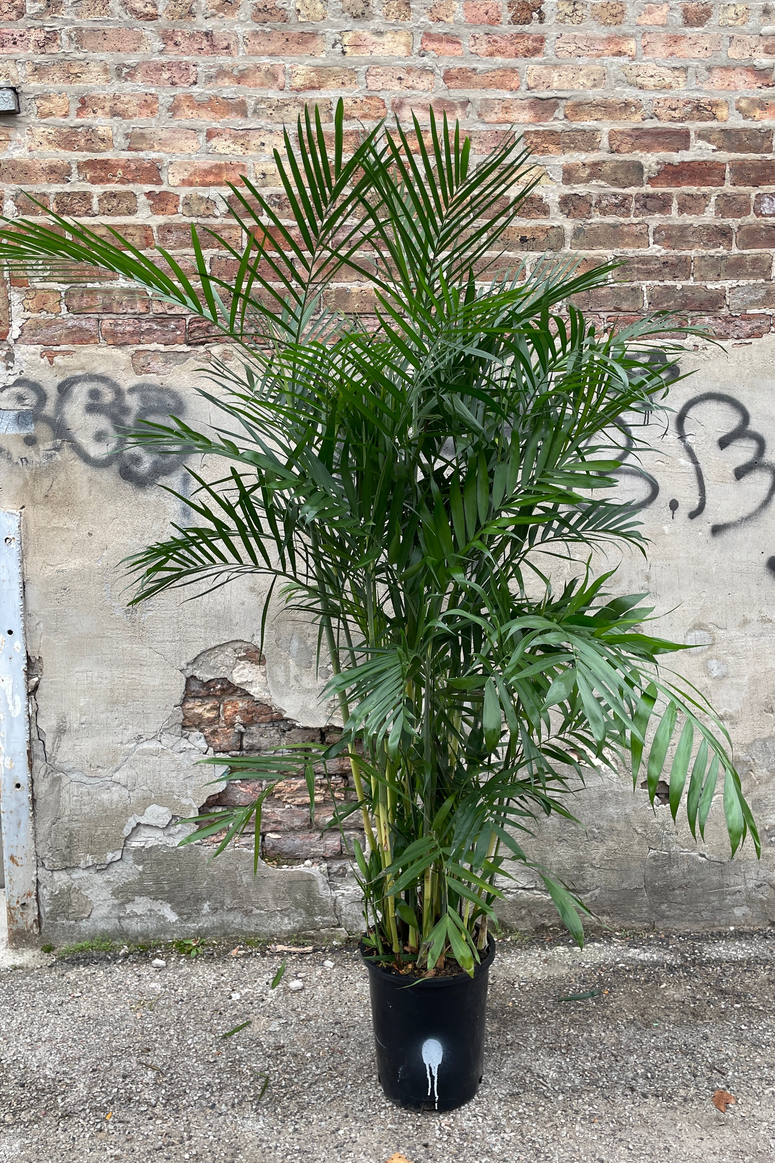 Chamaedorea Seifrizii Bamboo Palm #5 - Indoor House Plant for Home & Office Decor - Perfect for Living Room, Bedroom, and Workspace
