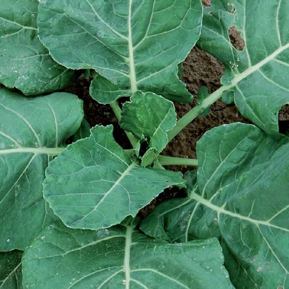 UtopiaSeeds Vates Collard Seeds - Premium Non-GMO Collard Greens Seeds for Home Gardening | Grow Delicious, Nutritious Vegetables for Salads, Soups & Southern Cooking