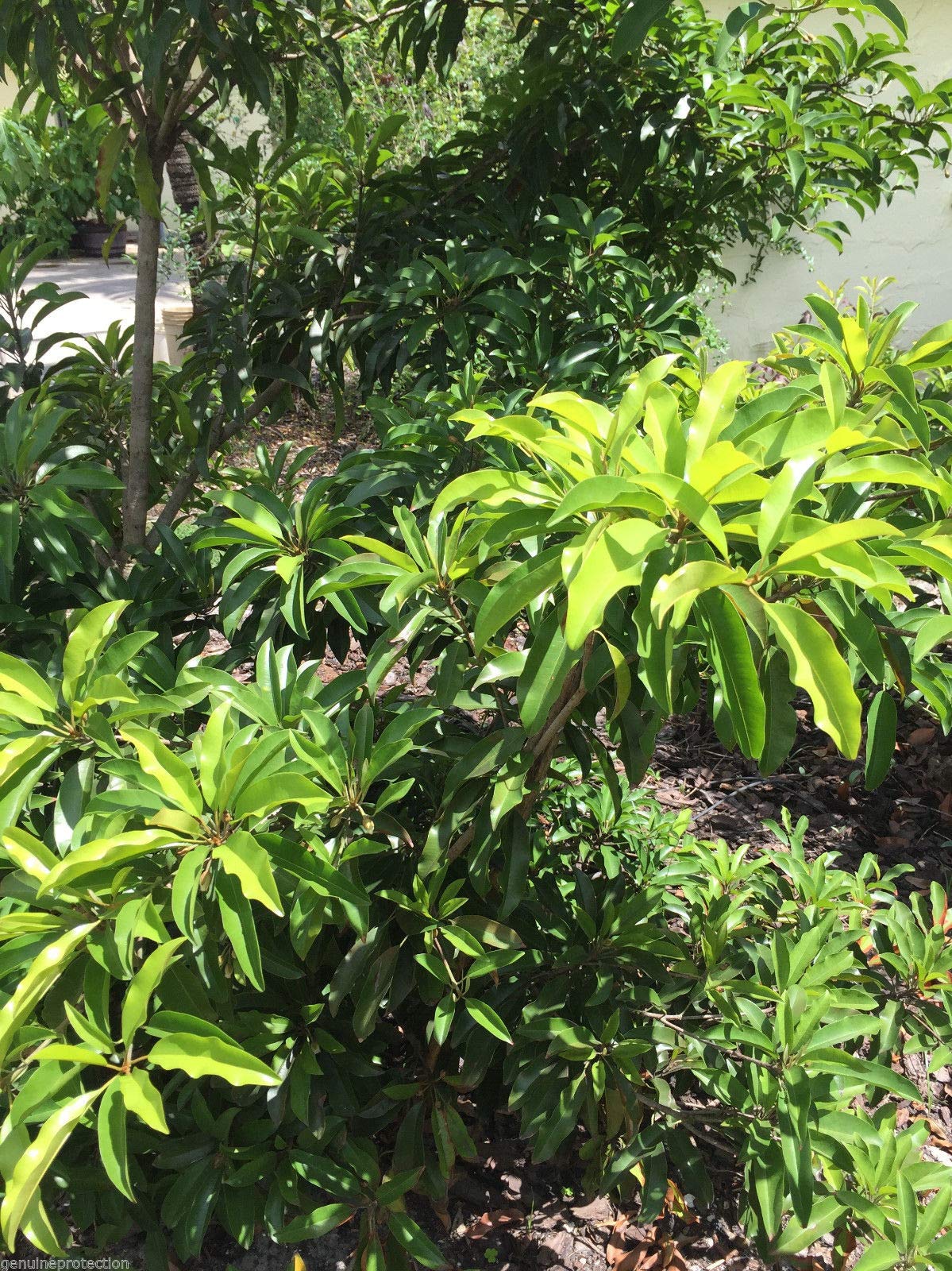 Sapodilla Tree (Manilkara Zapota) - Chiku Makok Tropical Fruit Plant Seedling for Home Garden & Landscaping | Grow Your Own Exotic Fruit Tree