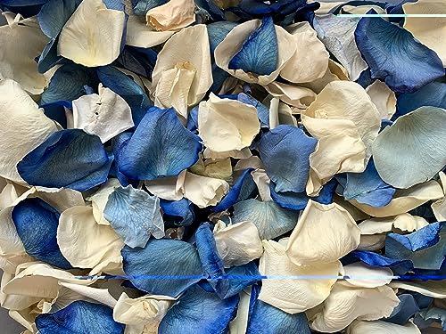 Ivory & Blue