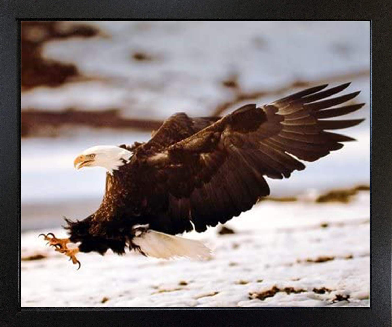 Bald Eagle Landing Poster - Wild Bird Home Decor - Black Framed Wall Art Print (18x22) - Perfect for Living Room, Office & Nature Lover's Space