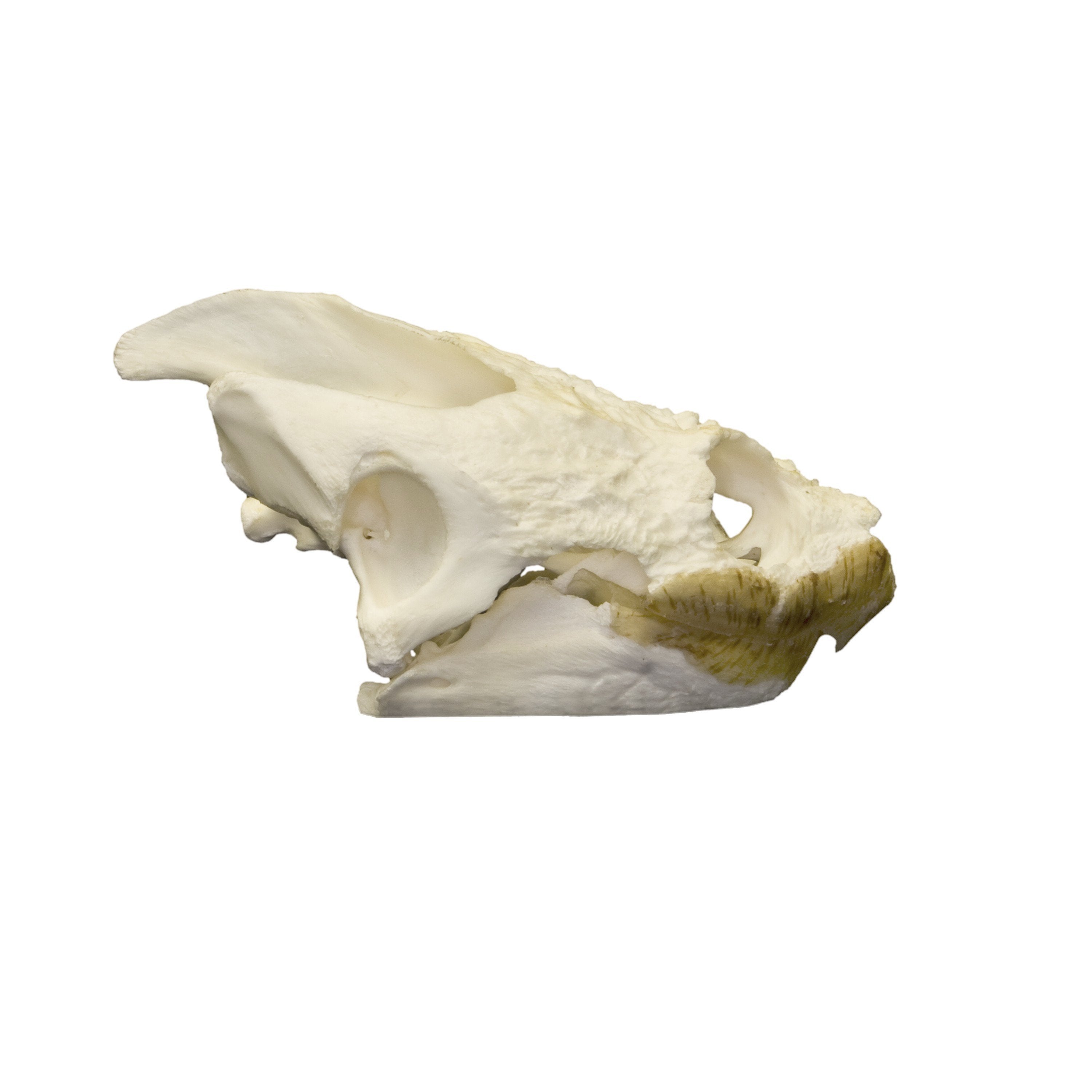 Authentic Snapping Turtle Skull - Taxidermy Specimen for Science Education, Oddity Collectors & Gothic Decor - Perfect for Biology Classrooms, Cabinets of Curiosities & Halloween Displays