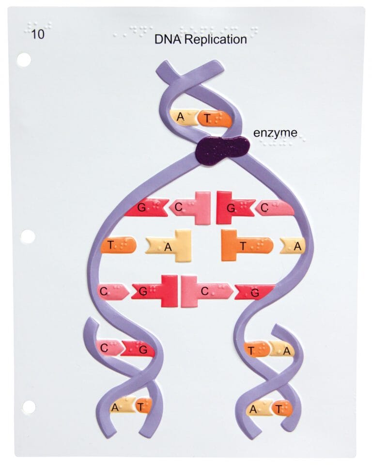 Life Science Tactile Graphics - Educational STEM Learning Tools for Visually Impaired Students | Classroom & Homeschool Science Resources
