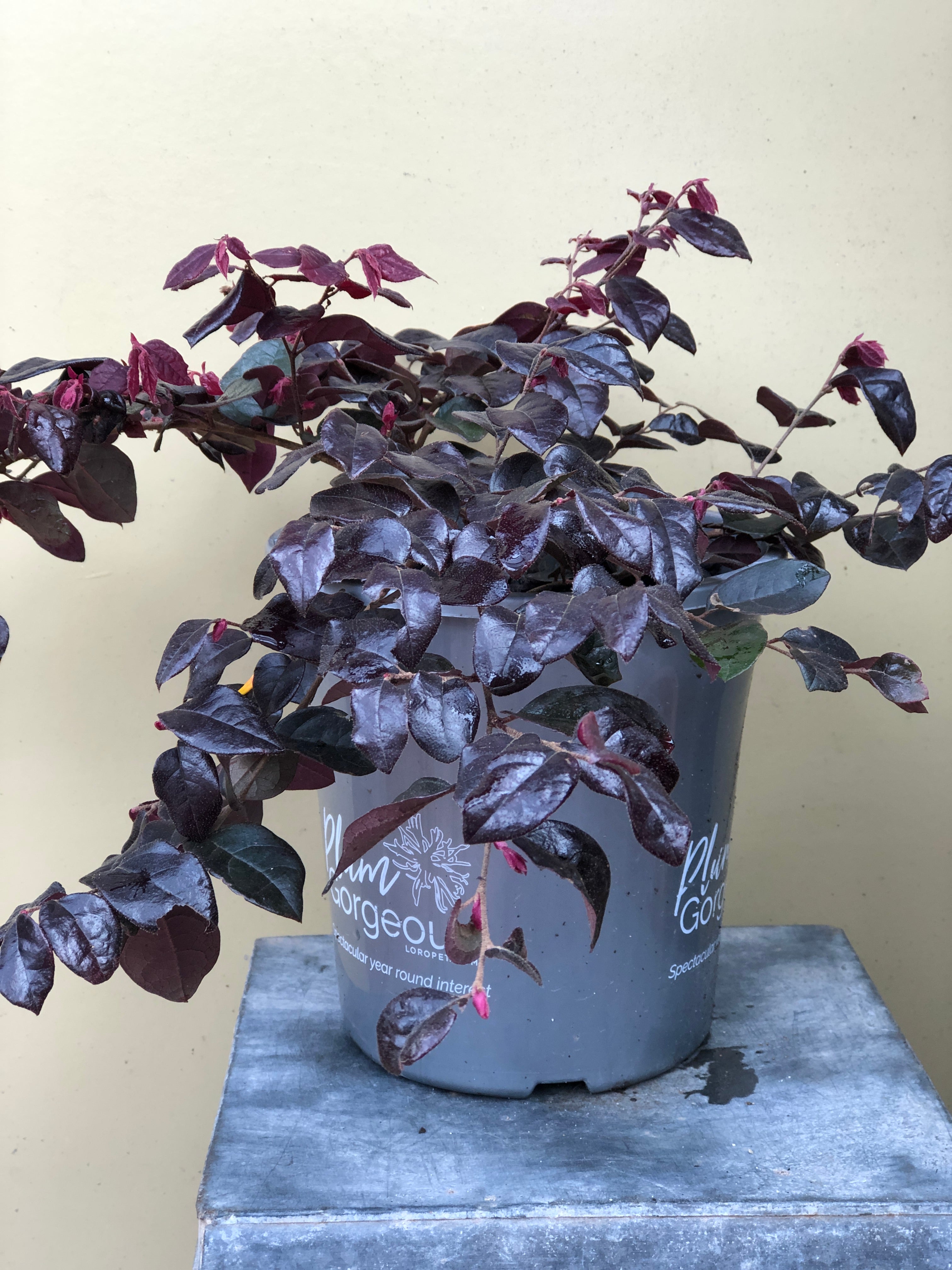 Loropetalum 'Plum Gorgeous' - Purple Fringe Flower Bush for Landscaping | Drought-Tolerant Evergreen Shrub for Gardens, Borders & Containers