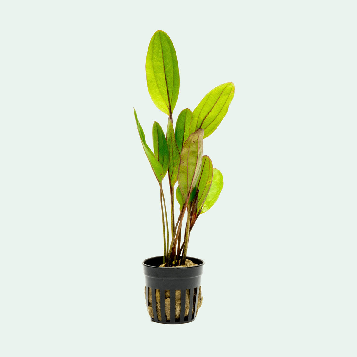 Echinodorus Devil Eye Live Aquarium Plant - Easy Care Aquatic Plant for Fish Tanks, Ponds & Aquascaping | Perfect for Beginners & Planted Aquariums