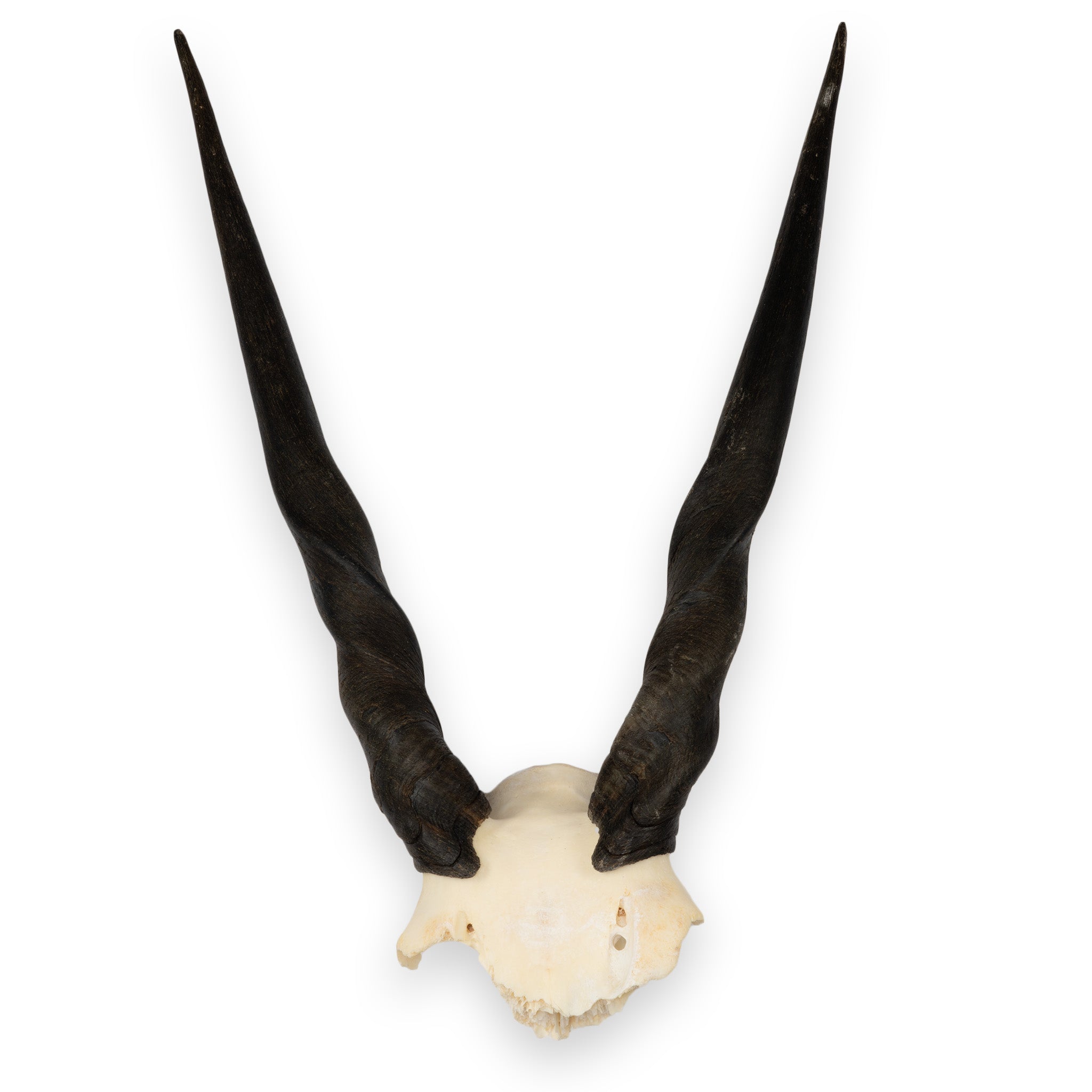 Real Eland Skull Plate - Authentic African Taxidermy Decor for Hunting Lodge, Cabin & Man Cave - Unique Wall Mount Trophy for Rustic Home Decor