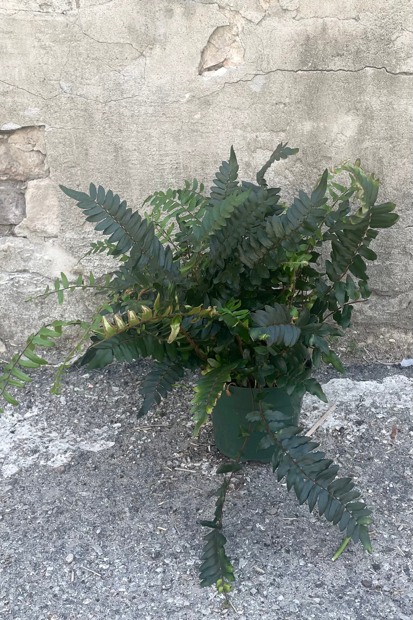 Cyrtomium Falcatum Holly Fern - 6