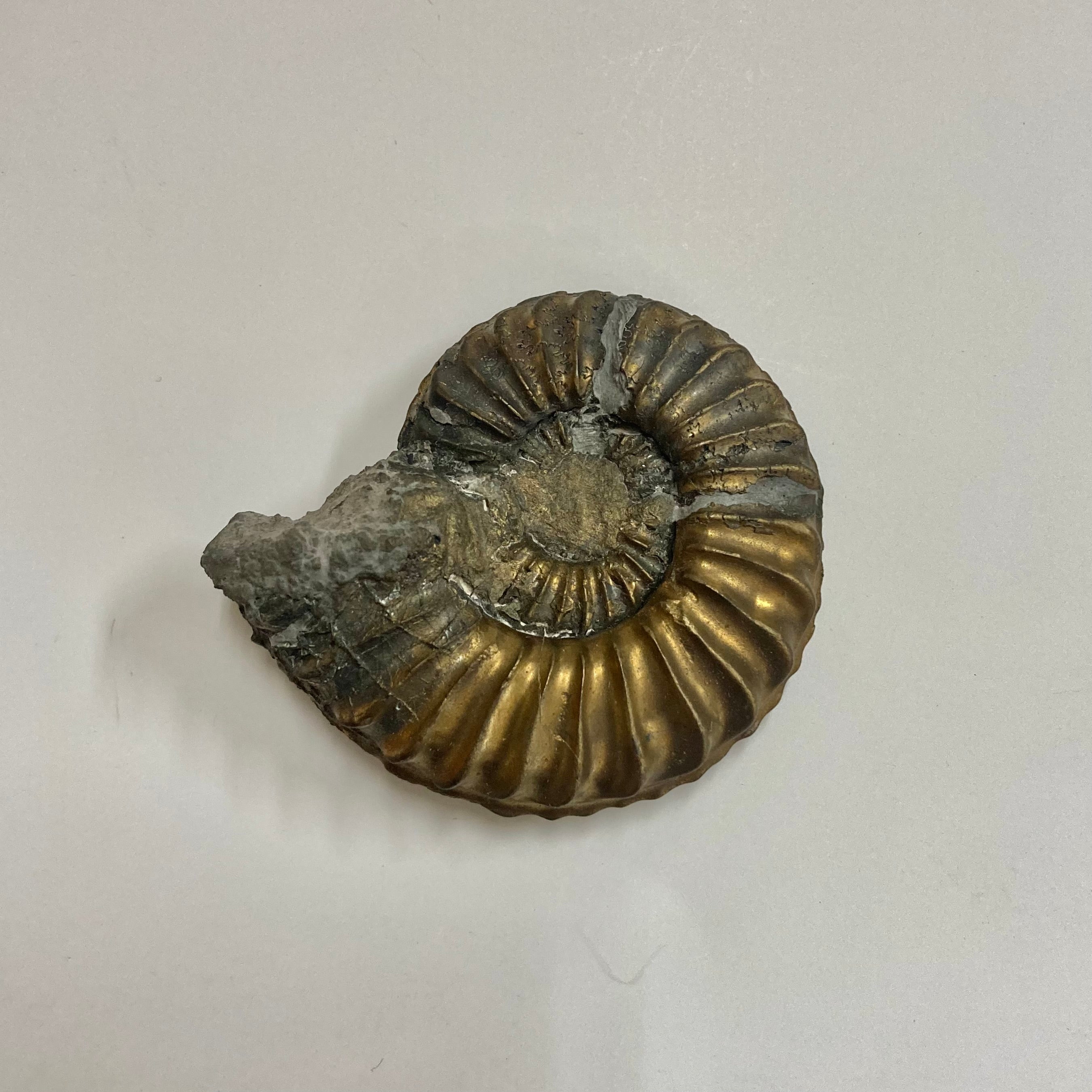 Pyritized Pleuroceras Ammonite Fossil - Rare Golden Specimen for Collectors, Home Decor & Educational Display