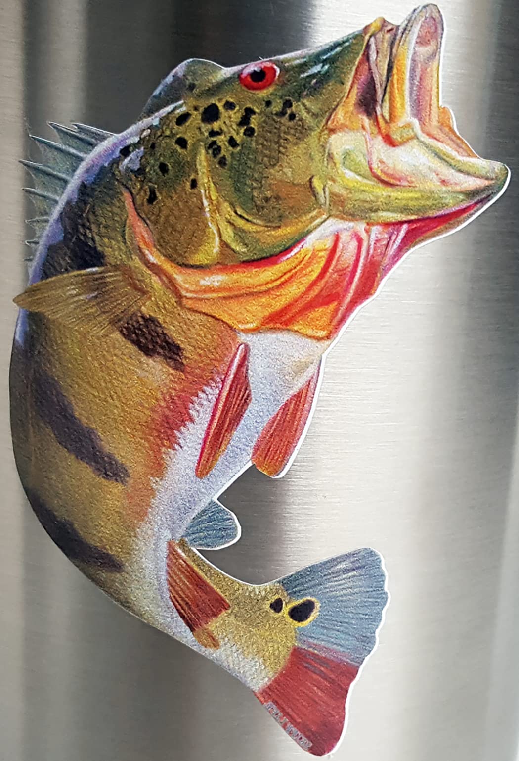 Premium Peacock Bass Fish Decals - Waterproof UV-Resistant Vinyl Stickers for Fishing Gear, Coolers & Outdoor Equipment - Perfect for Anglers & Boat Enthusiasts