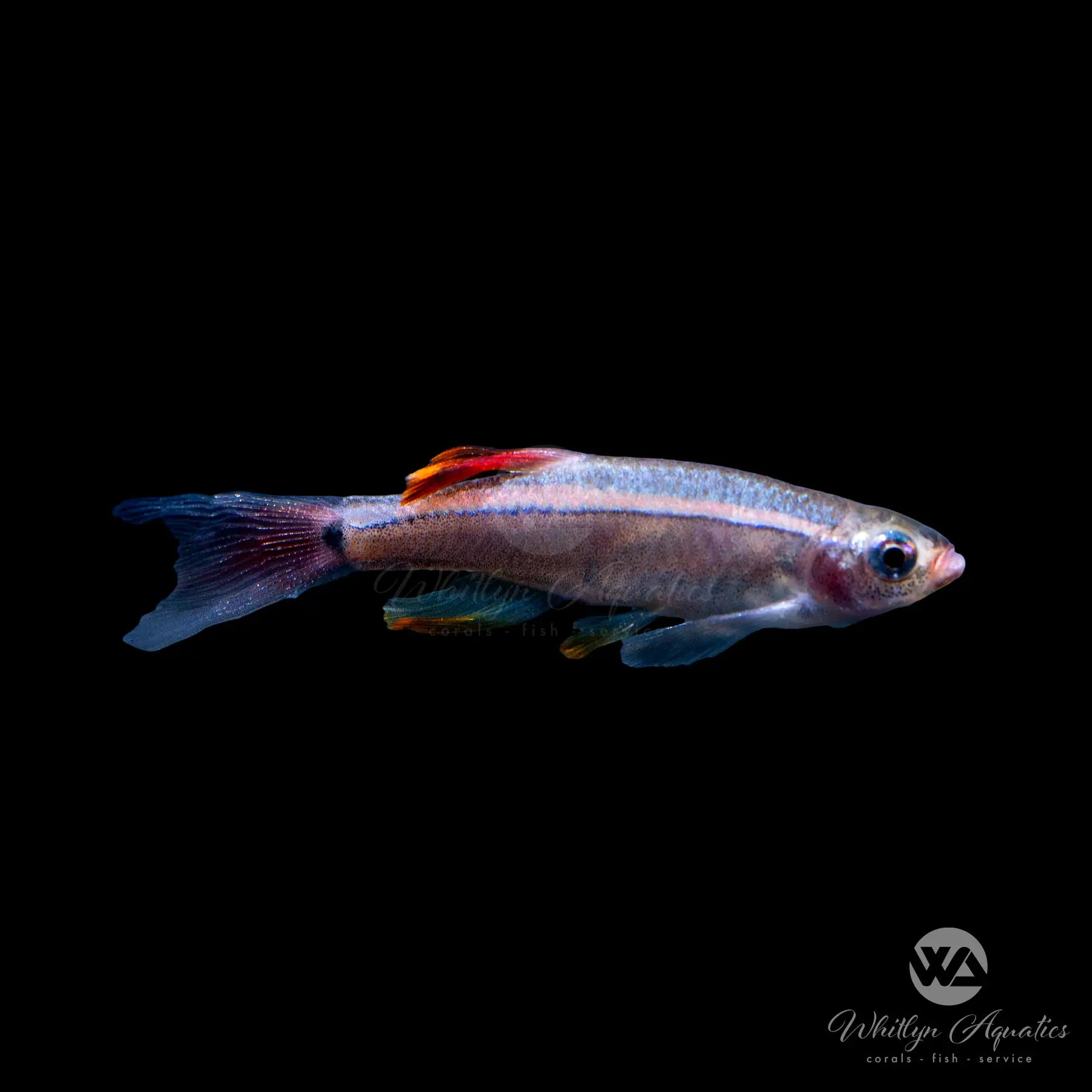 Longfin White Cloud Mountain Minnow Fish (Tanichthys albonubes) - Live Freshwater Aquarium Fish for Tanks & Ponds