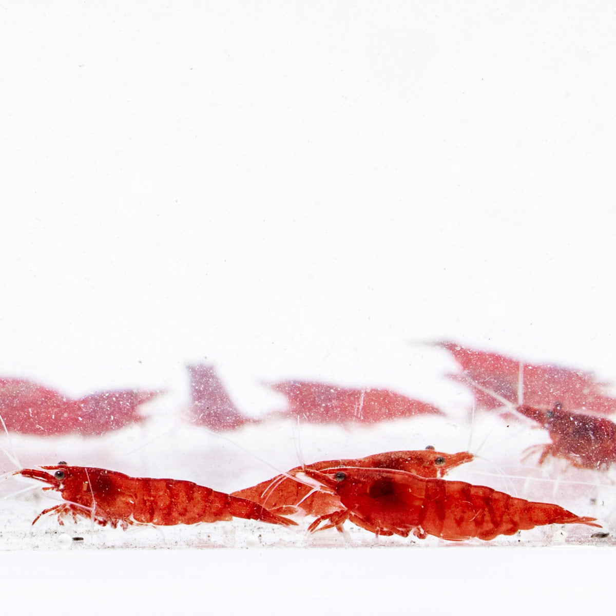 Premium Fire Red Cherry Caridina Shrimp - Vibrant Freshwater Aquarium Shrimp for Planted Tanks & Nano Aquascapes | Perfect for Beginners & Shrimp Breeding Enthusiasts