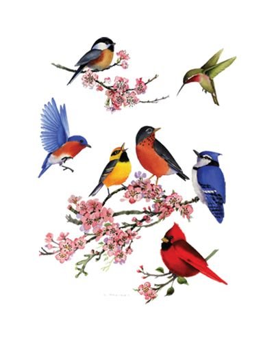 Unisex Songbirds of America Pullover Hoodie - Soft Cotton Hooded Sweatshirt for Men & Women - Perfect for Casual Wear, Outdoor Activities & Birdwatching