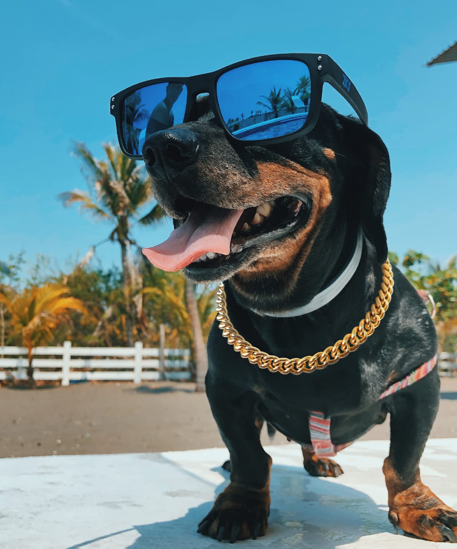 15mm Gold Chain Dog Collar - Stylish Light Metal Puppy Necklace for Bulldogs & Small Dogs (11 inches) | Perfect for Pet Costumes, Parties & Fashion Accessories