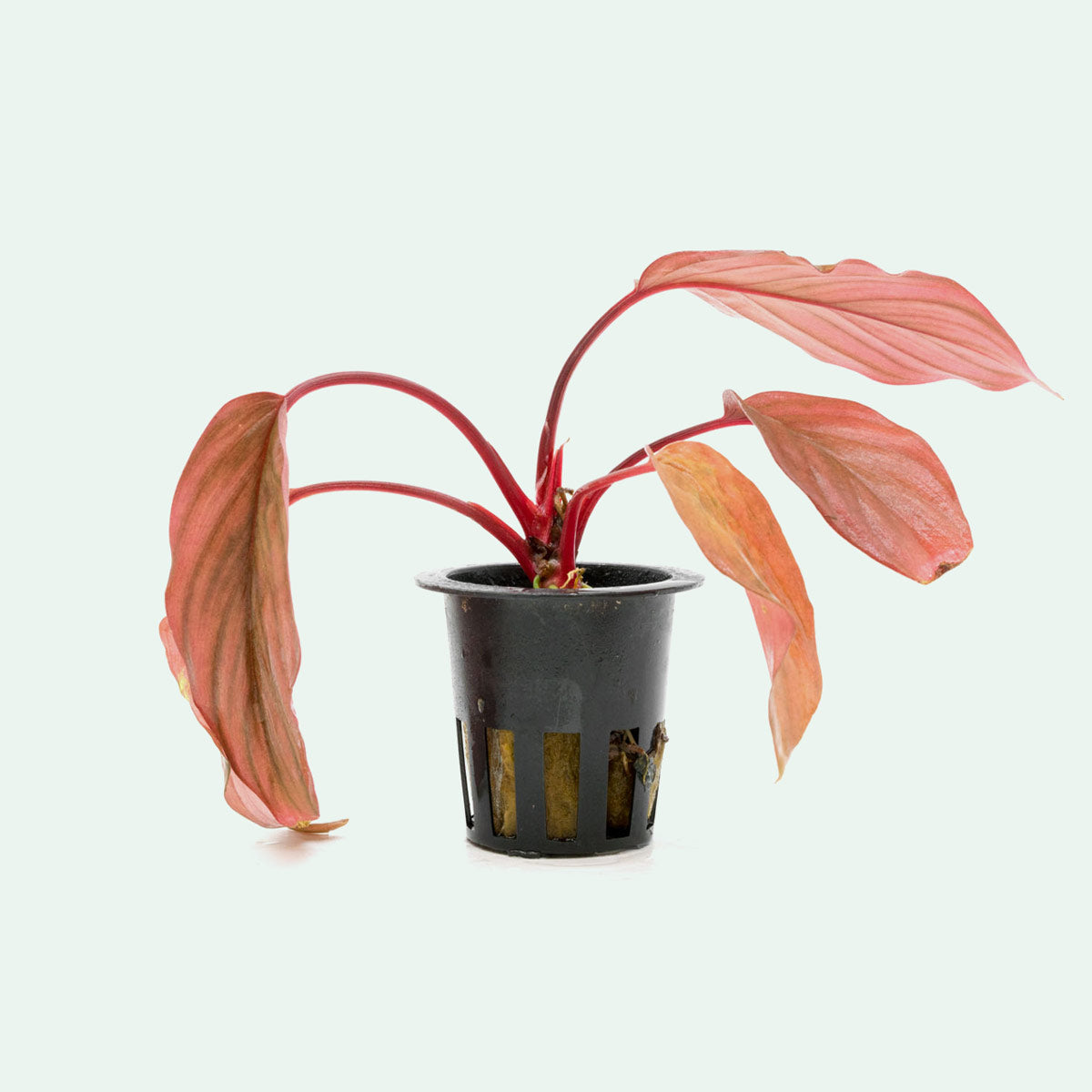 Homalomena Insignis - Tropical House Plant for Home & Office Decor | Perfect for Indoor Spaces, Living Rooms, and Air Purification