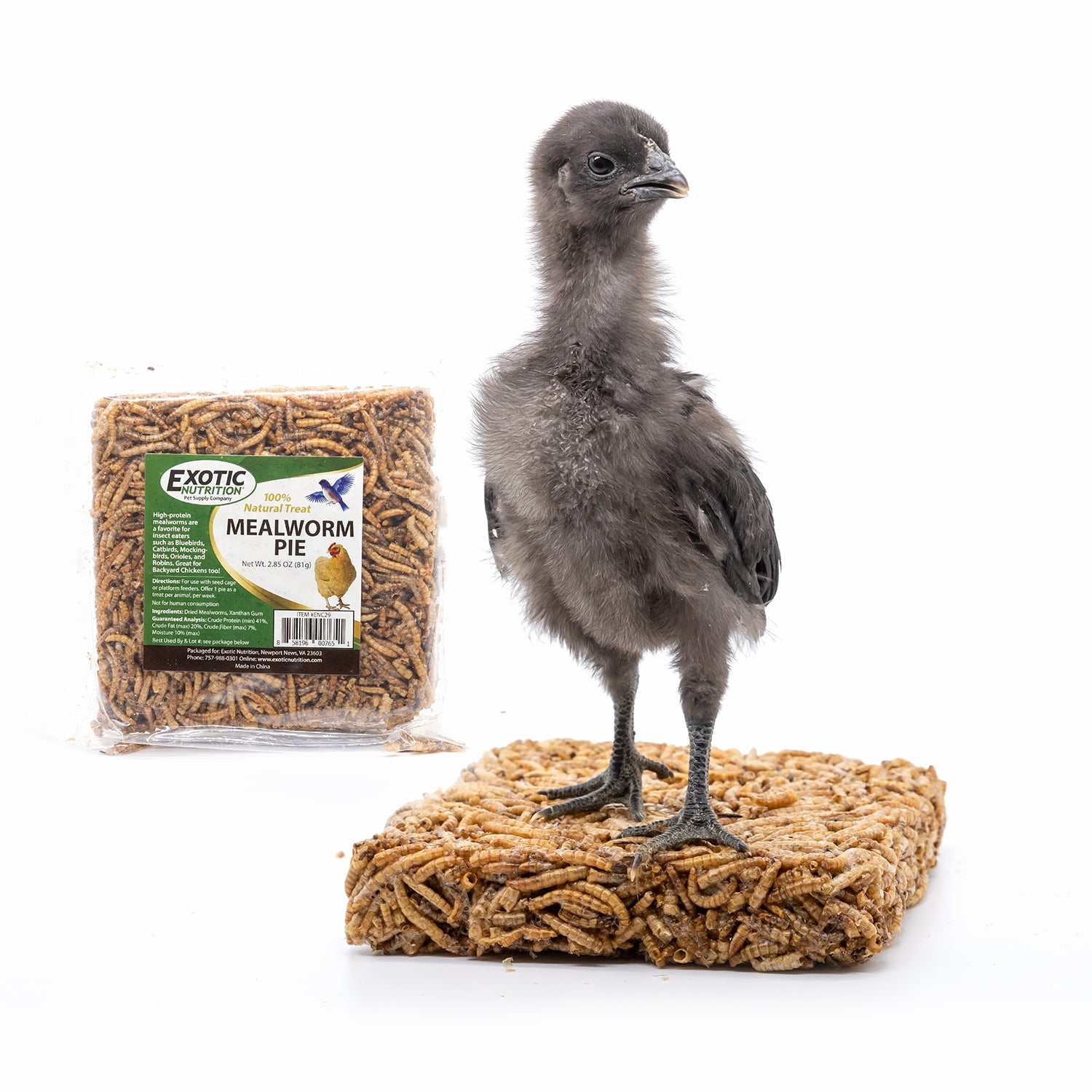Delicious Crunchy Mealworm Protein Pie - High Protein Snack for Hiking, Camping & Survival Food - Healthy Edible Insects for Sustainable Eating