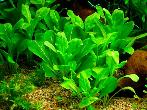 TCulture Samolus Parviflorus 'Green' - Live Aquatic Plant for Freshwater Aquariums, Fish Tanks & Terrariums | Perfect for Aquascaping, Shrimp Habitats & Water Gardens