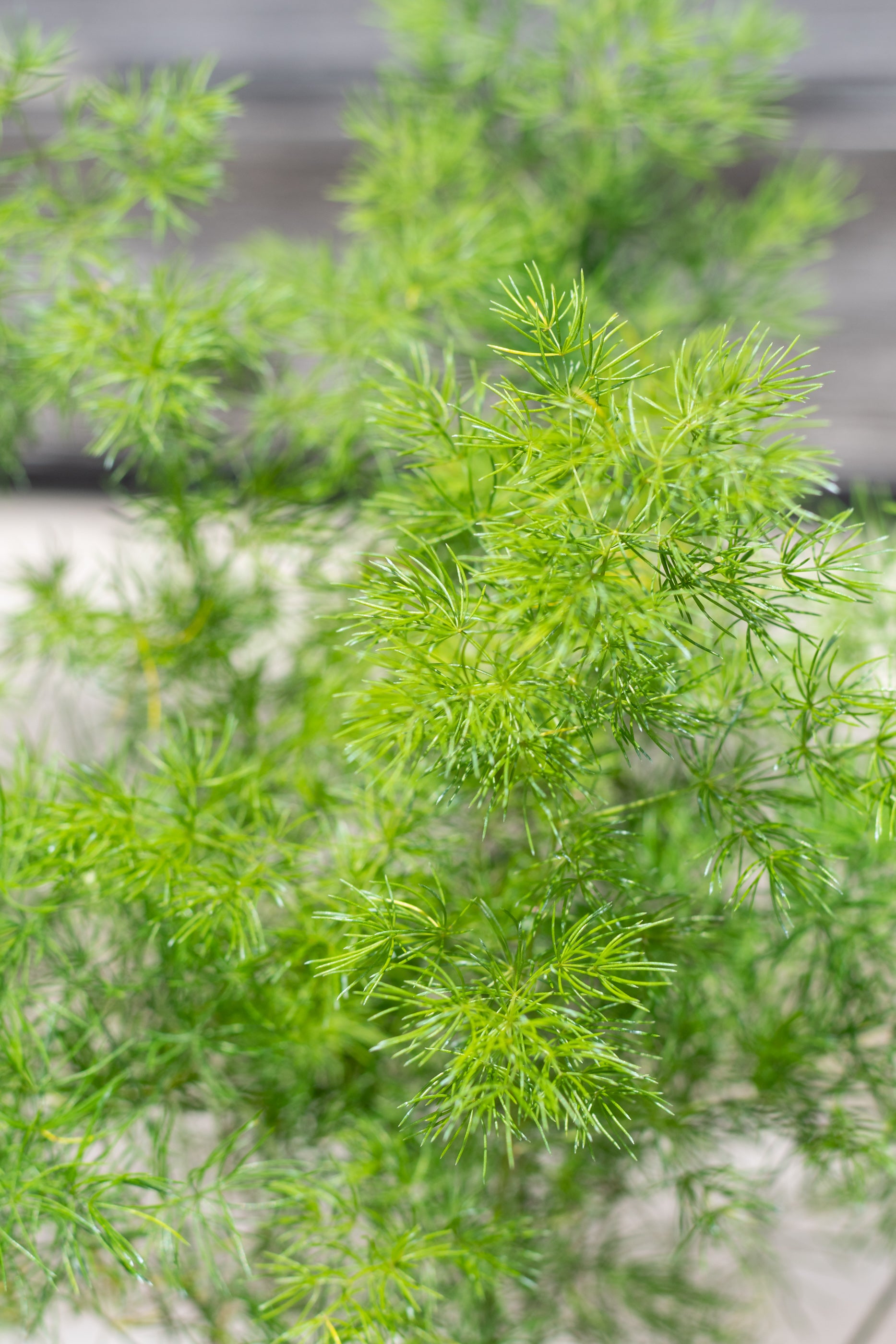 Buy Asparagus Retrofractus (Ming Fern) - 6 Pack | Unique Indoor & Outdoor Hanging Plants for Home Decor, Office, and Garden