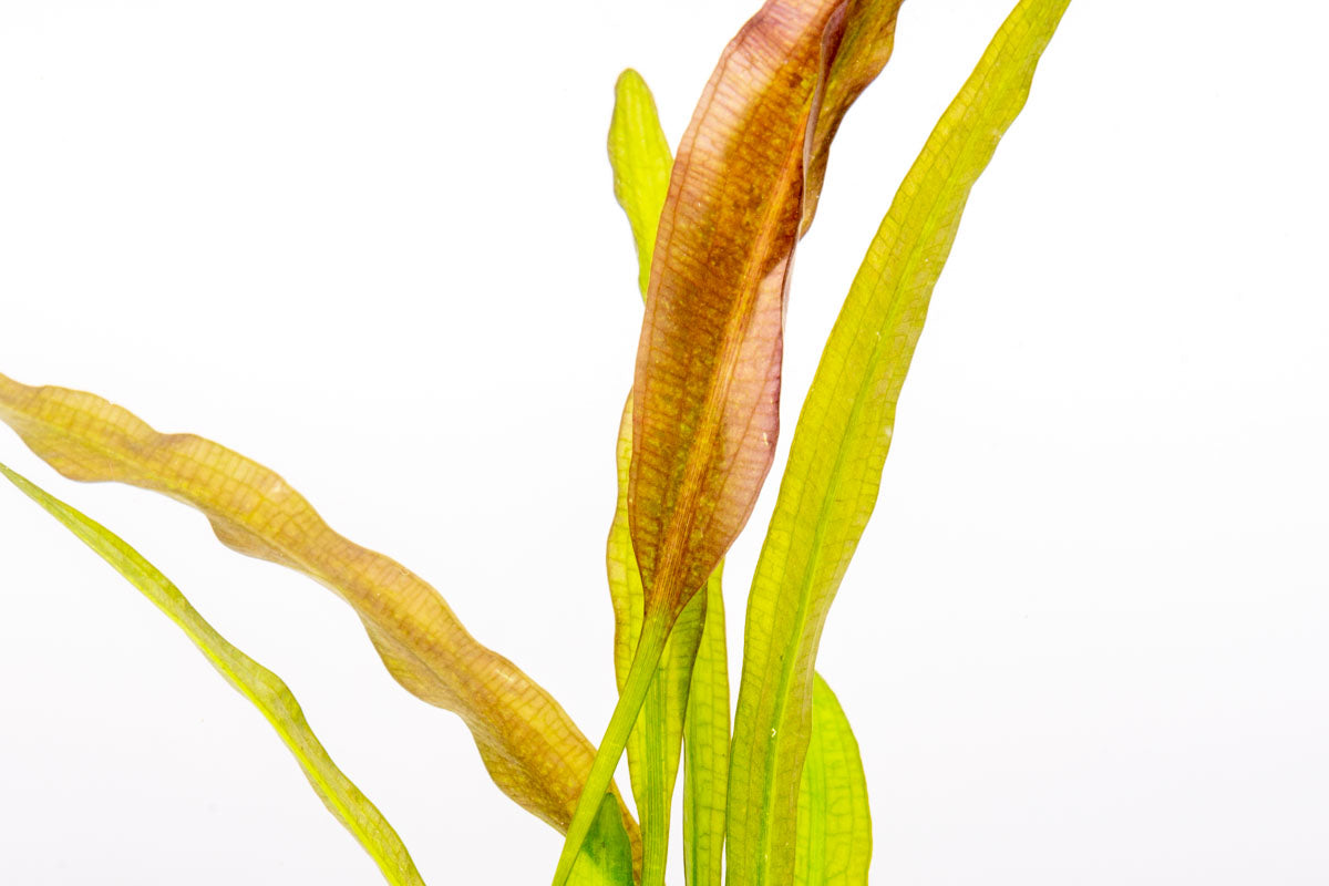 Aponogeton Crispus Live Aquatic Plant for Freshwater Aquariums | Easy Care & Fast Growing | Perfect for Fish Tanks, Aquascaping & Home Decor