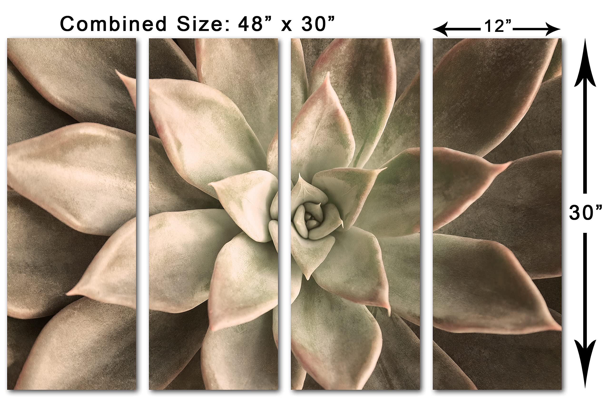 48x30 Inch Echeveria Succulent Canvas Wall Art - 4 Panel Split Botanical Painting, Beige Home Decor for Living Room, Bedroom & Office | Plant-Themed Modern Wall Art
