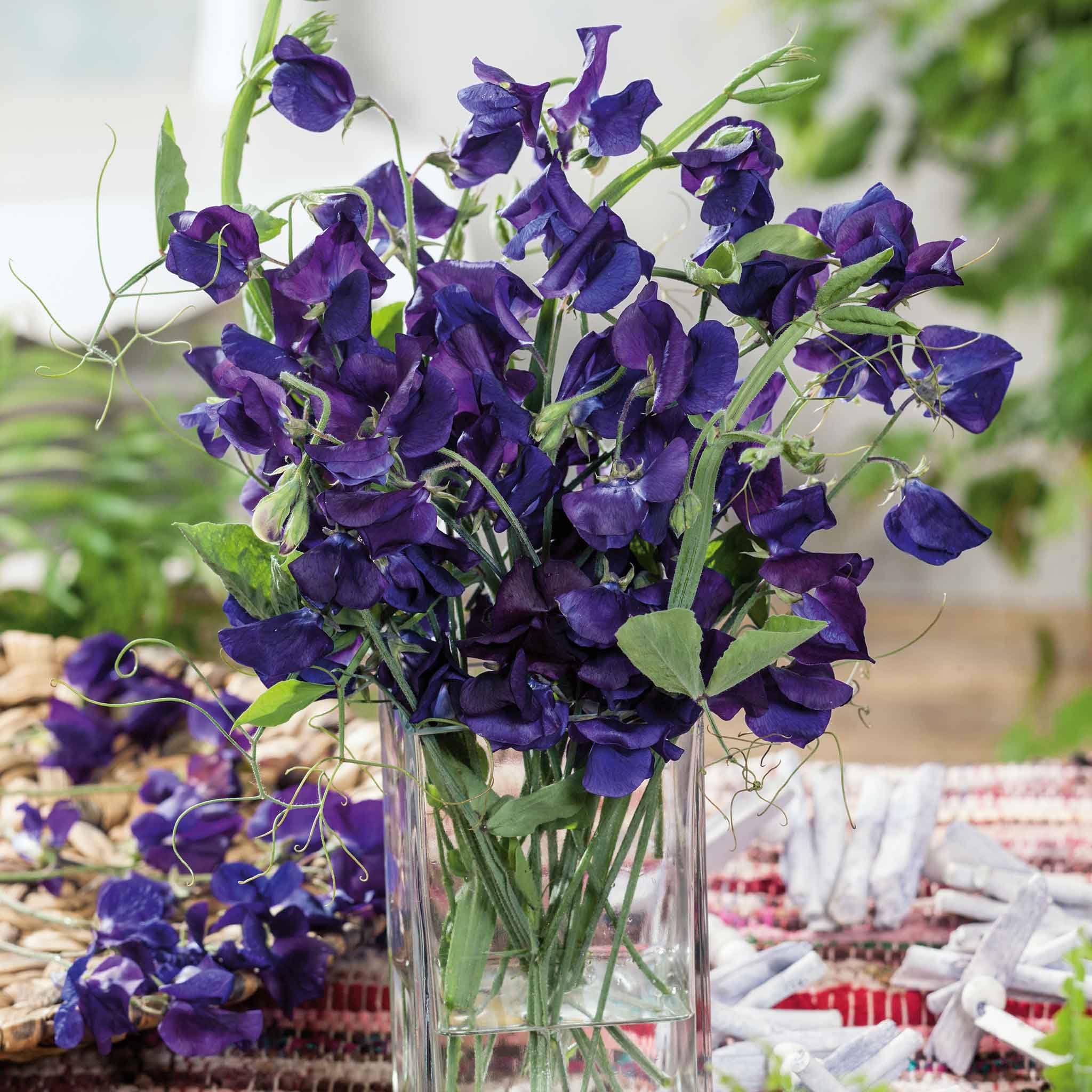 Eden Brothers Non-GMO Sweet Pea Seeds - Royal Navy Blue Flower Seeds for Planting (1oz) | Easy to Grow, Low Maintenance, Warm Season Planting | Perfect for Gardens, Borders & Containers in USDA Zones 3-9