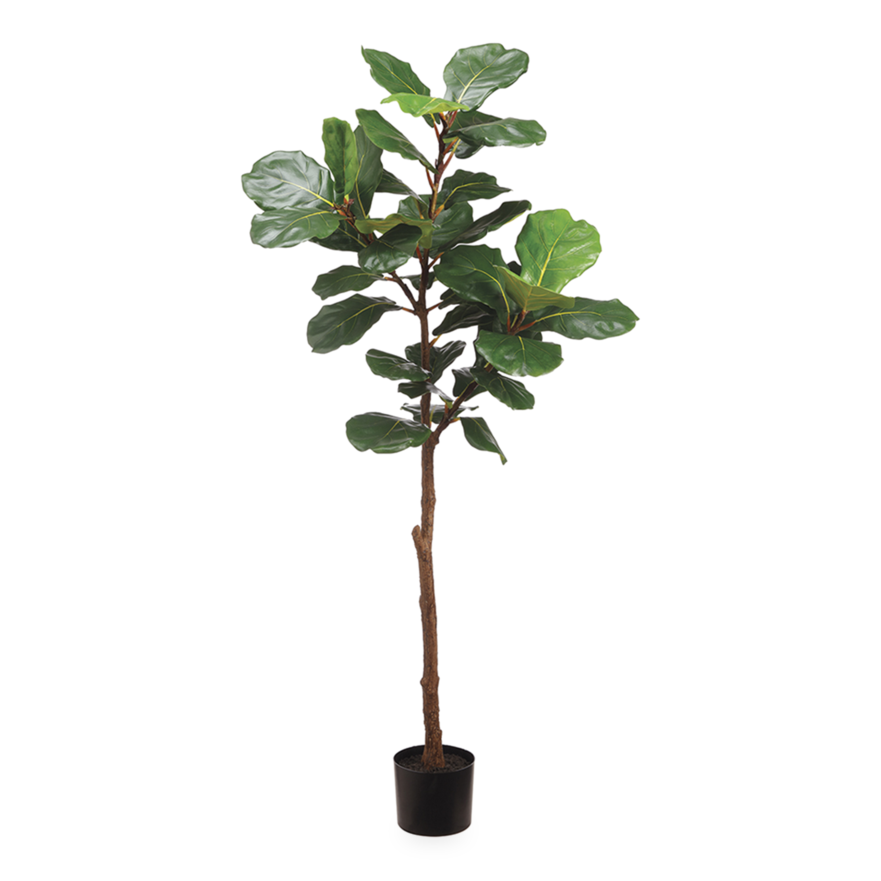 Fiddle Leaf Fig Tree - Large Indoor Plant for Home Decor, Living Room, Office - Easy Care Houseplant for Air Purification & Stylish Interior Design