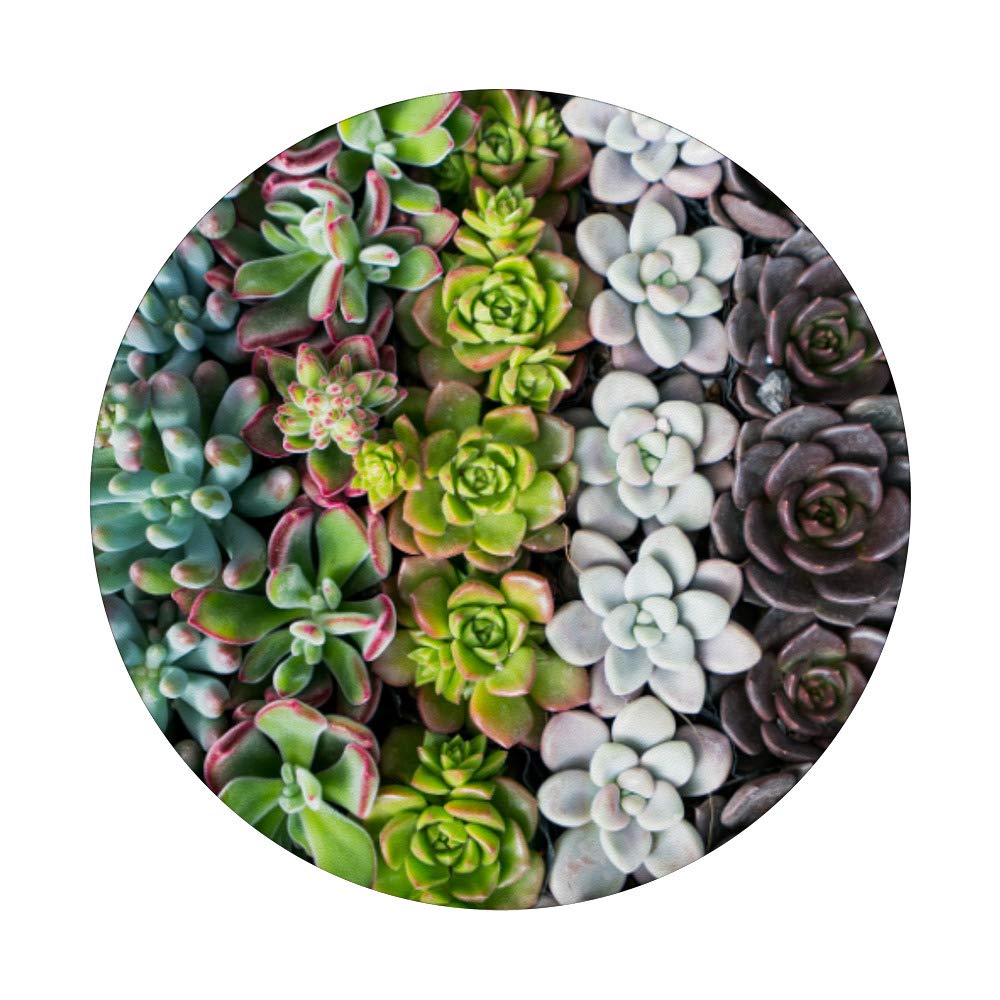 Miniature Succulent Plants Pattern PopSockets PopGrip - Swappable Phone Grip for iPhone, Samsung & Tablets | Cute Phone Accessory for Work, Travel & Daily Use