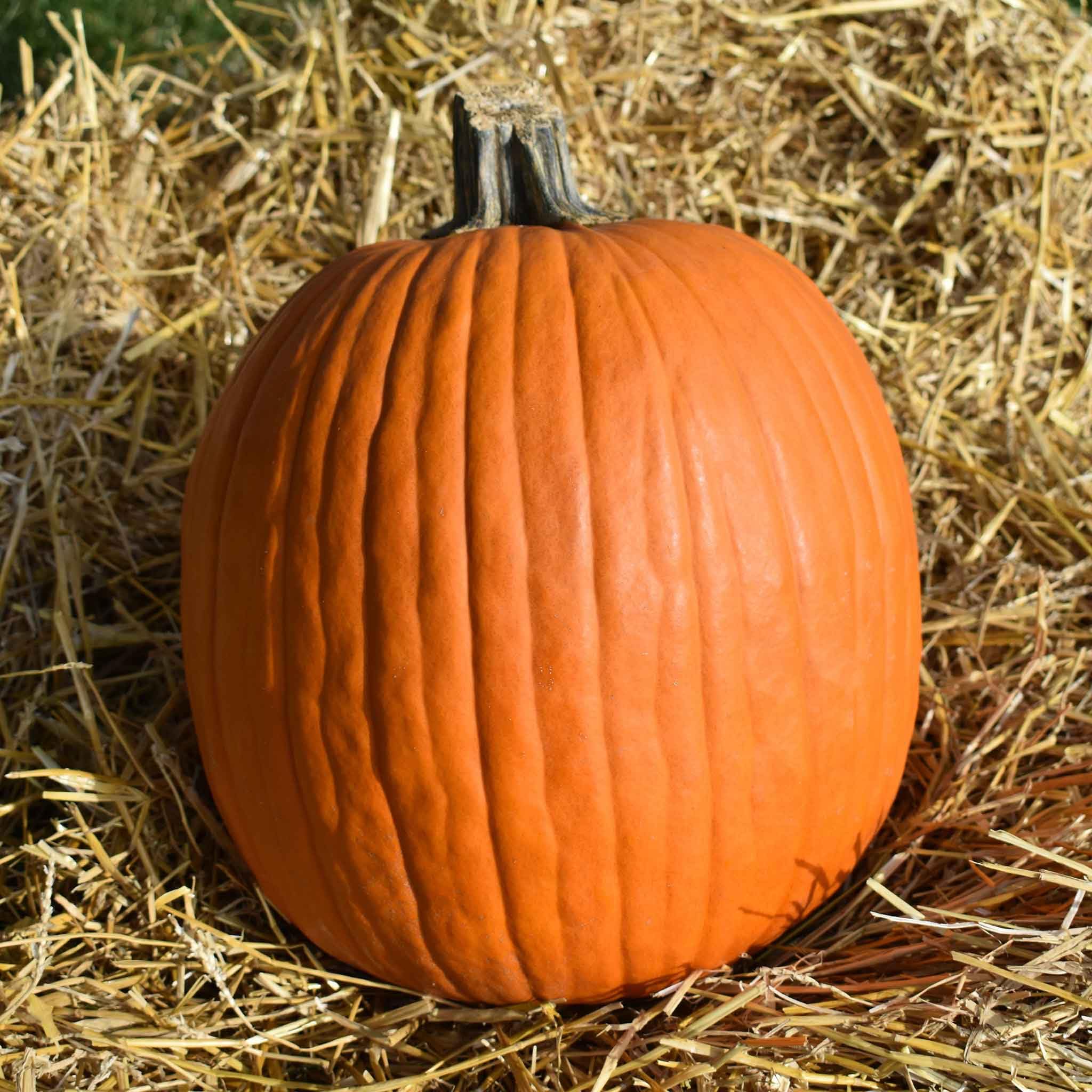 Eden Brothers Non-GMO Jack O'Lantern Pumpkin Seeds for Planting - 5 lbs | High-Yield, Fast-Growing Vegetable Seeds for Warm Season Planting (Zones 3-10) - Perfect for Halloween Decorations, Home Gardening & Pumpkin Patches
