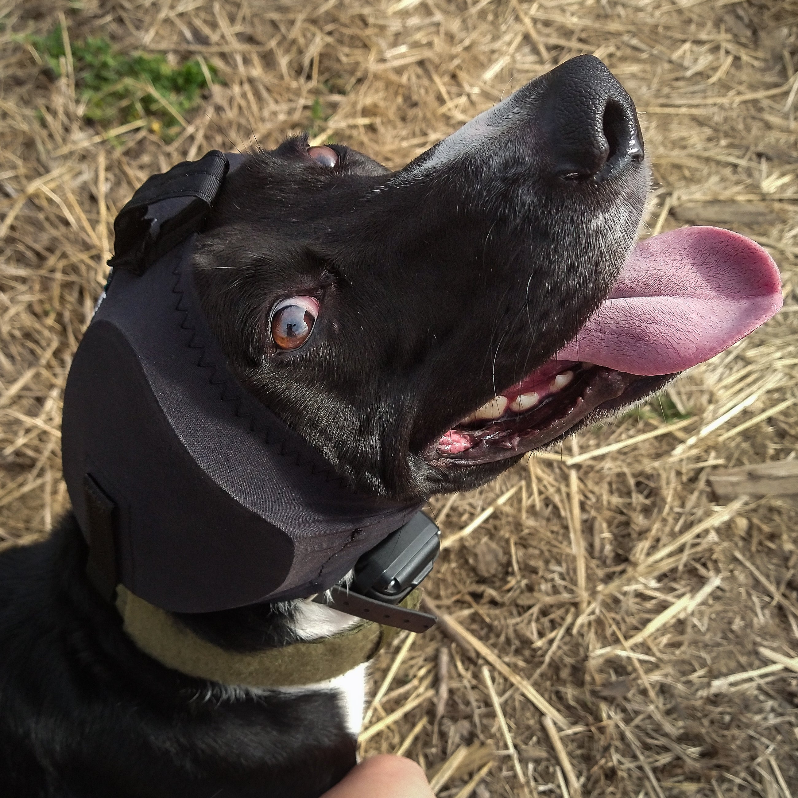 Rex Specs Black Dog Ear Protectors - Comfortable & Secure Noise Cancelling Ear Muffs for Dogs - Perfect for Swimming, Grooming, Fireworks & Loud Events