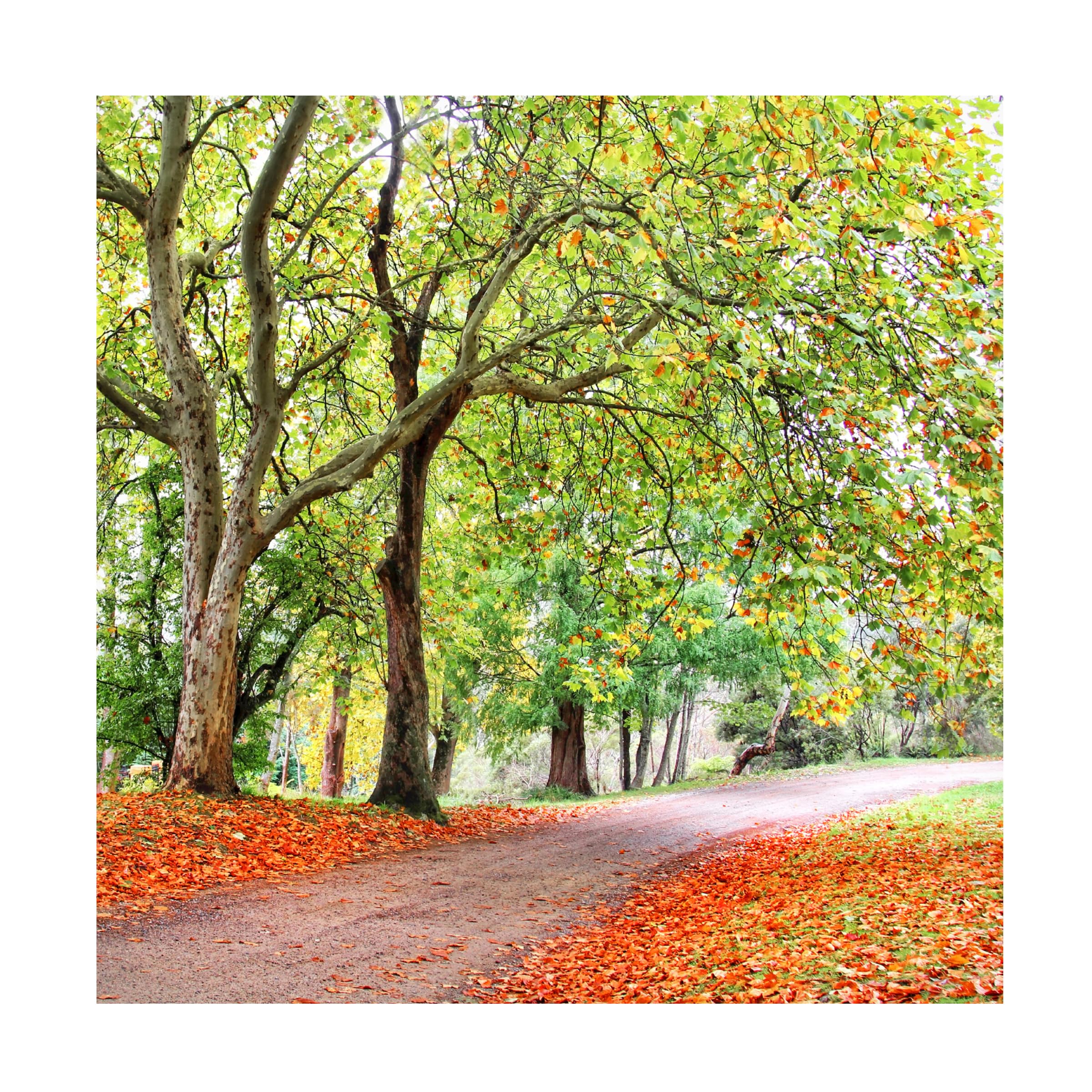 Changing Seasons Canvas Wall Art by Beata Czyzowska - Hand Painted Landscape Painting for Living Room, Bedroom & Office Decor
