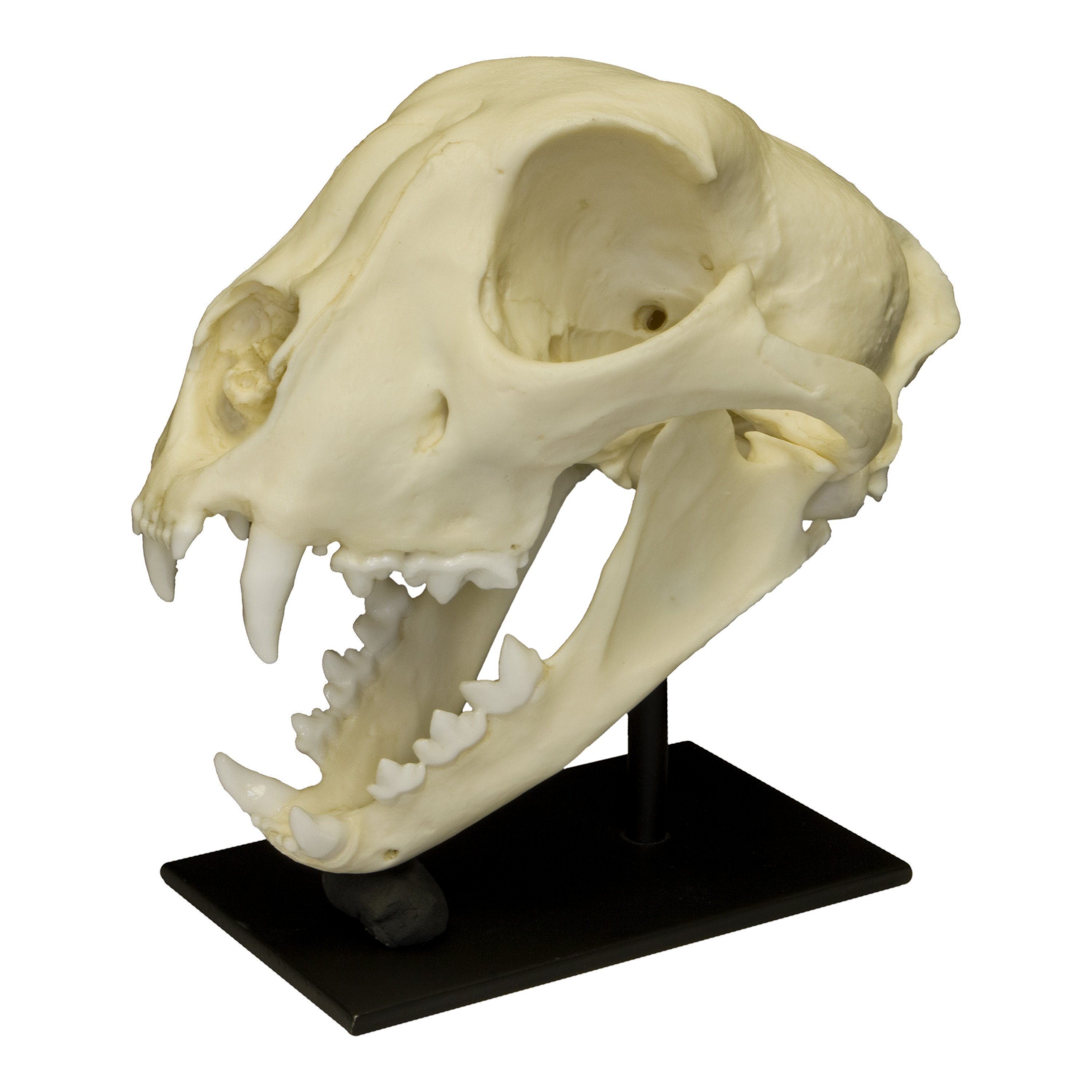 Replica Cheetah Skull - Lifelike Animal Skull Decor for Home, Office & Halloween - Perfect for Gothic Decor, Horror Props & Taxidermy Displays