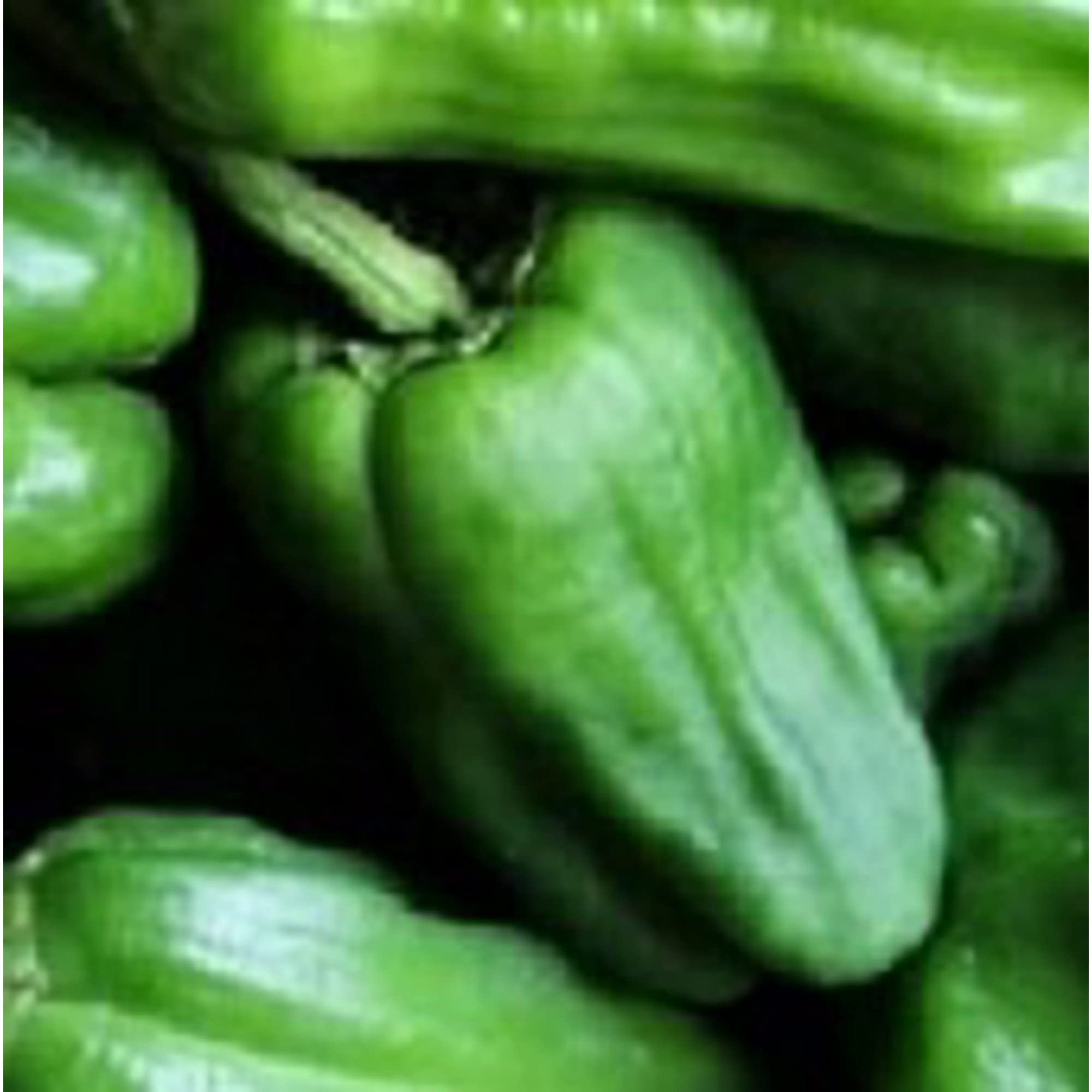 Organic Padron Hot Pepper Seeds (20+ Seeds) | Non-GMO Heirloom Vegetable Seeds for Planting | Home Garden, Greenhouse, or Container Growing | Perfect for Salsas, Grilling, and Pickling