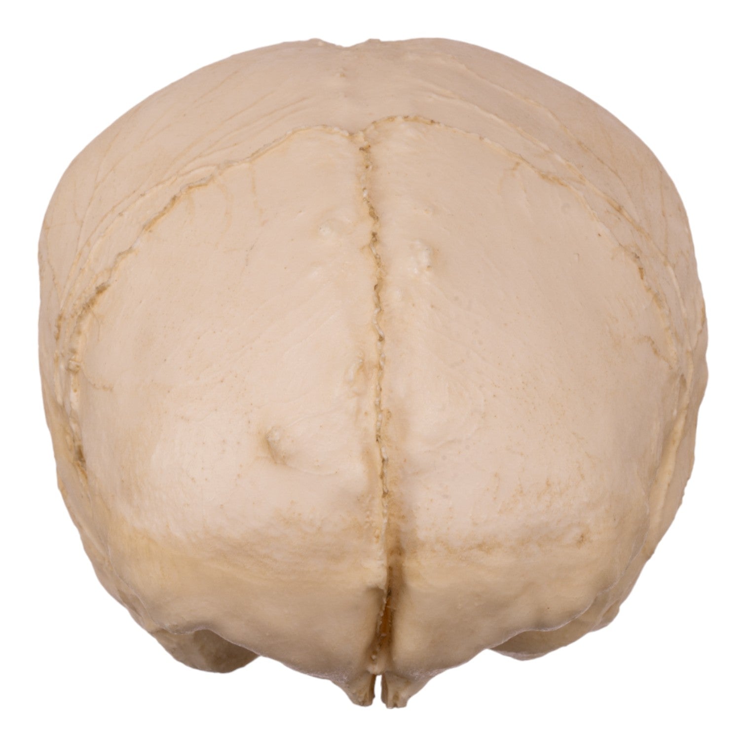 Authentic Replica Human Skull Endocast - Detailed Anatomical Model for Medical Study, Halloween Decor & Science Education