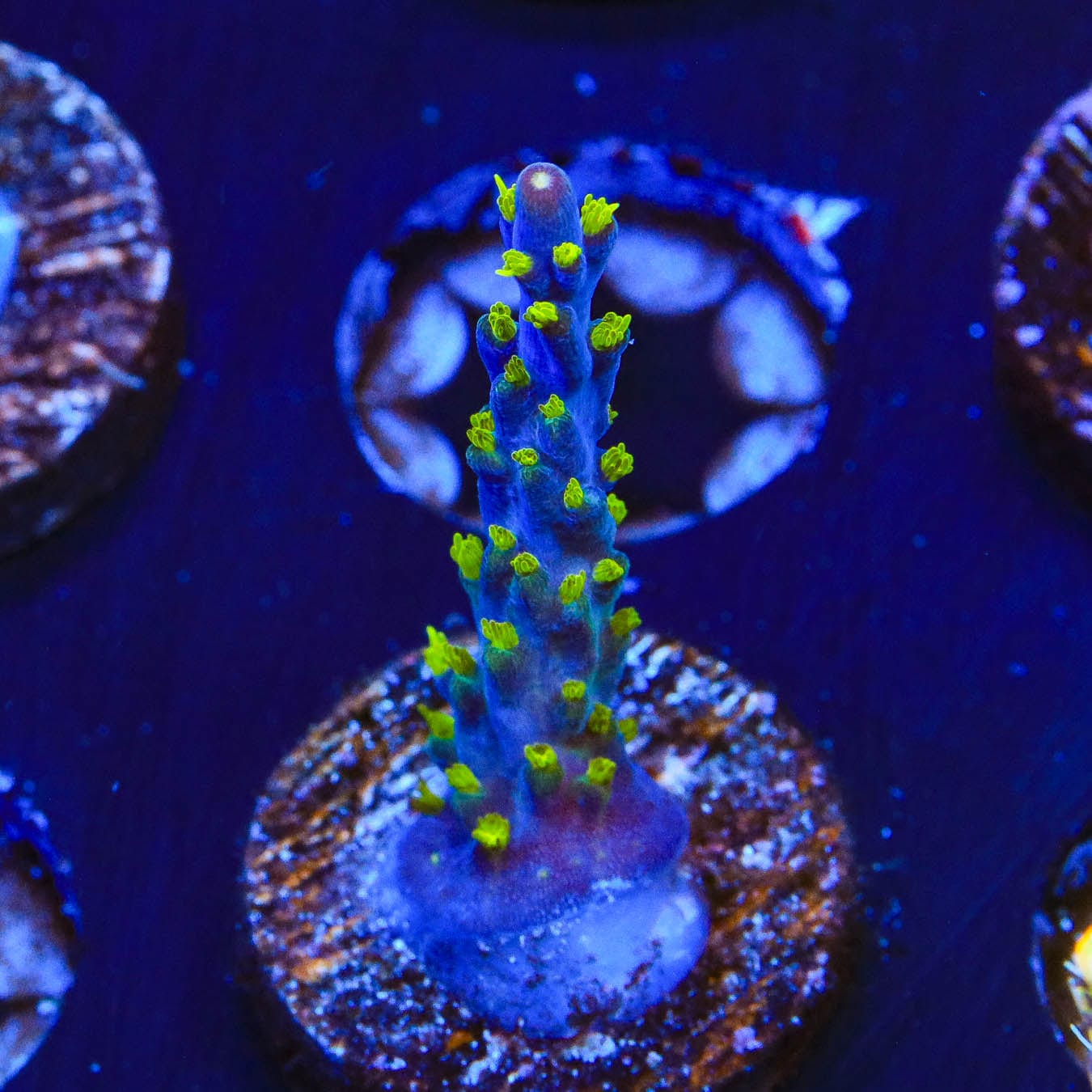 Premium Garf Bonsai Acropora Coral for Saltwater Aquariums - Vibrant Live Coral for Reef Tanks & Marine Aquascaping