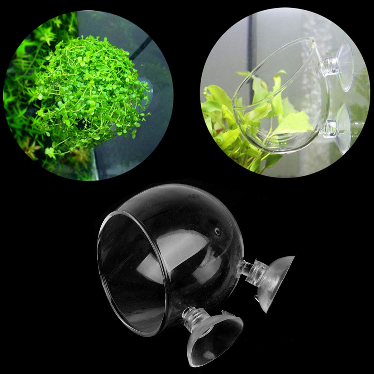 DGZZI Crystal Glass Aquatic Plant Pot - 3PCS Suction Cups Holder for Fish Tank Aquarium Decoration | Perfect for Live Plants, Betta Fish Tanks & Underwater Decor