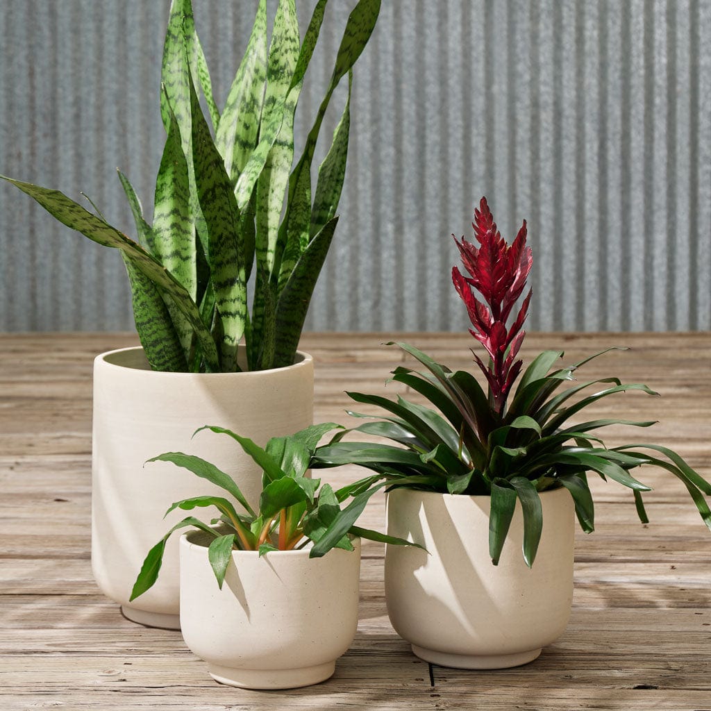 Paseo Tabletop Planter - Modern Ceramic Flower Pot for Succulents, Herbs & Small Plants | Perfect for Home, Office & Indoor Decor