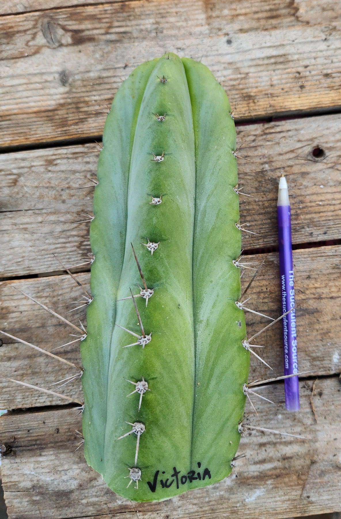 Peruvian Torch Cactus Cutting (Trichocereus Peruvianus) 7-8 Inches - Rare Victoria Variety for Home Garden & Spiritual Ceremonies