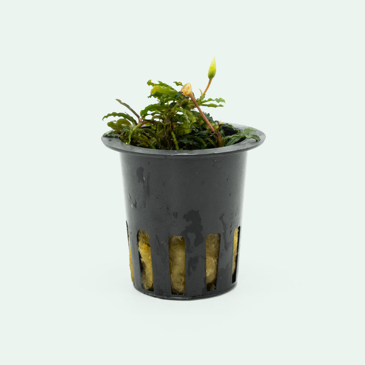 Bucephalandra Catherinae Red Mini Aquatic Plant for Freshwater Aquariums - Perfect for Aquascaping, Nano Tanks, and Shrimp Habitats